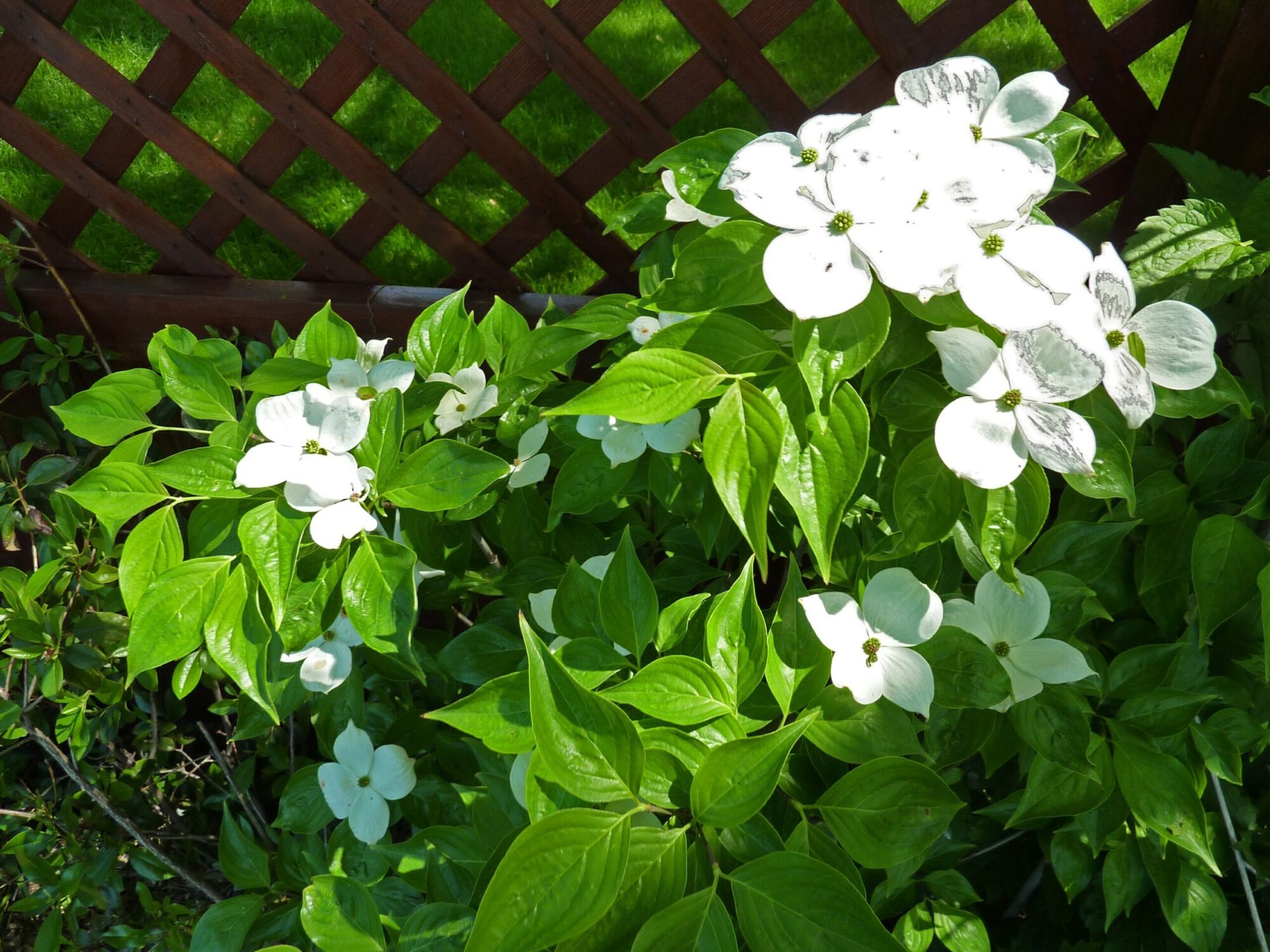 Celestial dogwood: Plant covered in white blooms
