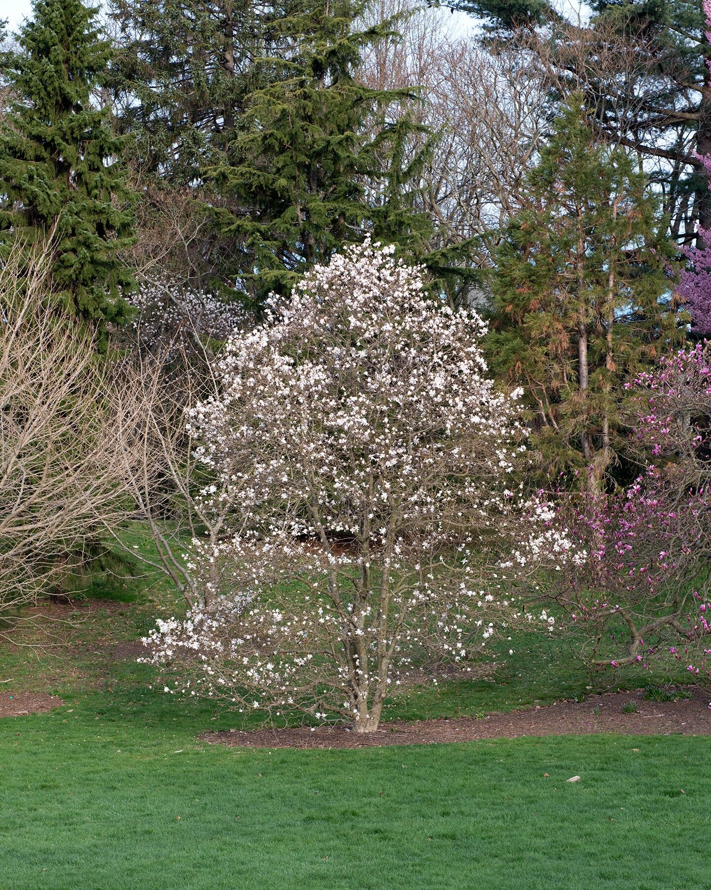 Centennial Star Magnolia: a multi-stemmed Centennial star magnolia covered in white bloom on an arboretum lawn