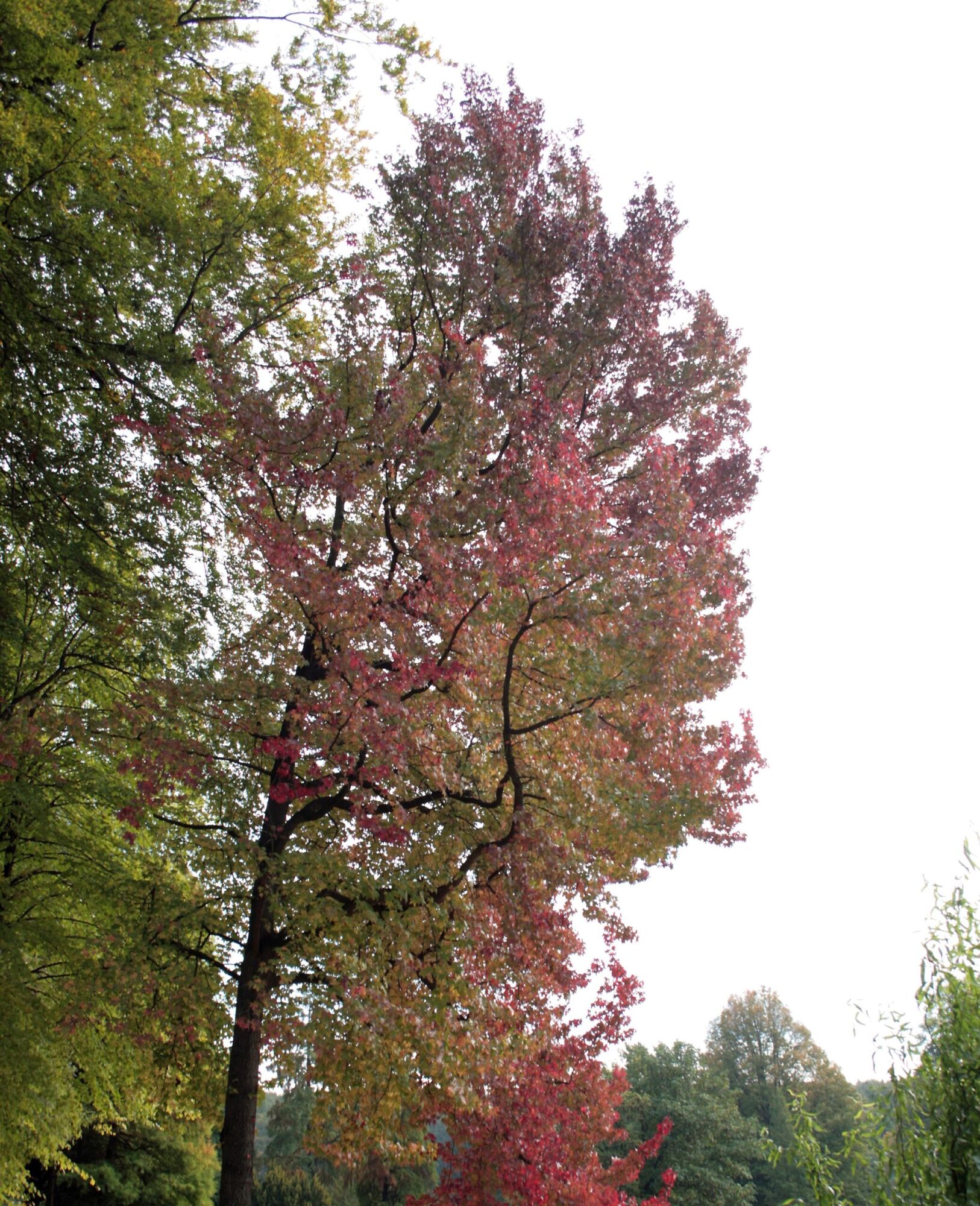 Cherokee Sweetgum: a tall American sweetgum in mixed red, bronze and green autumn color