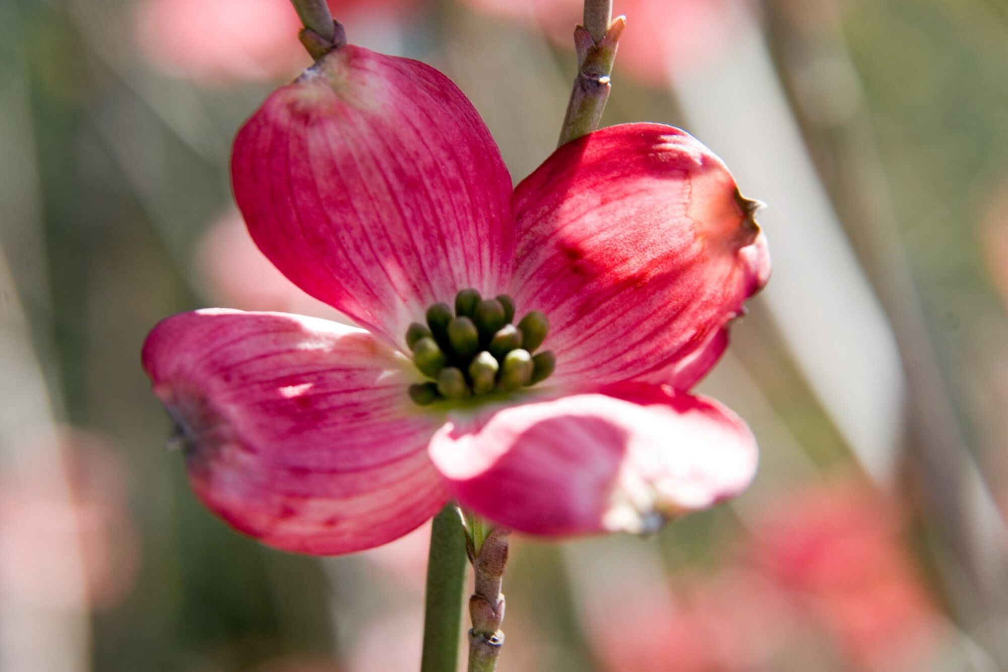 Cherokee Brave dogwood: Deep ruby red bloom backlit