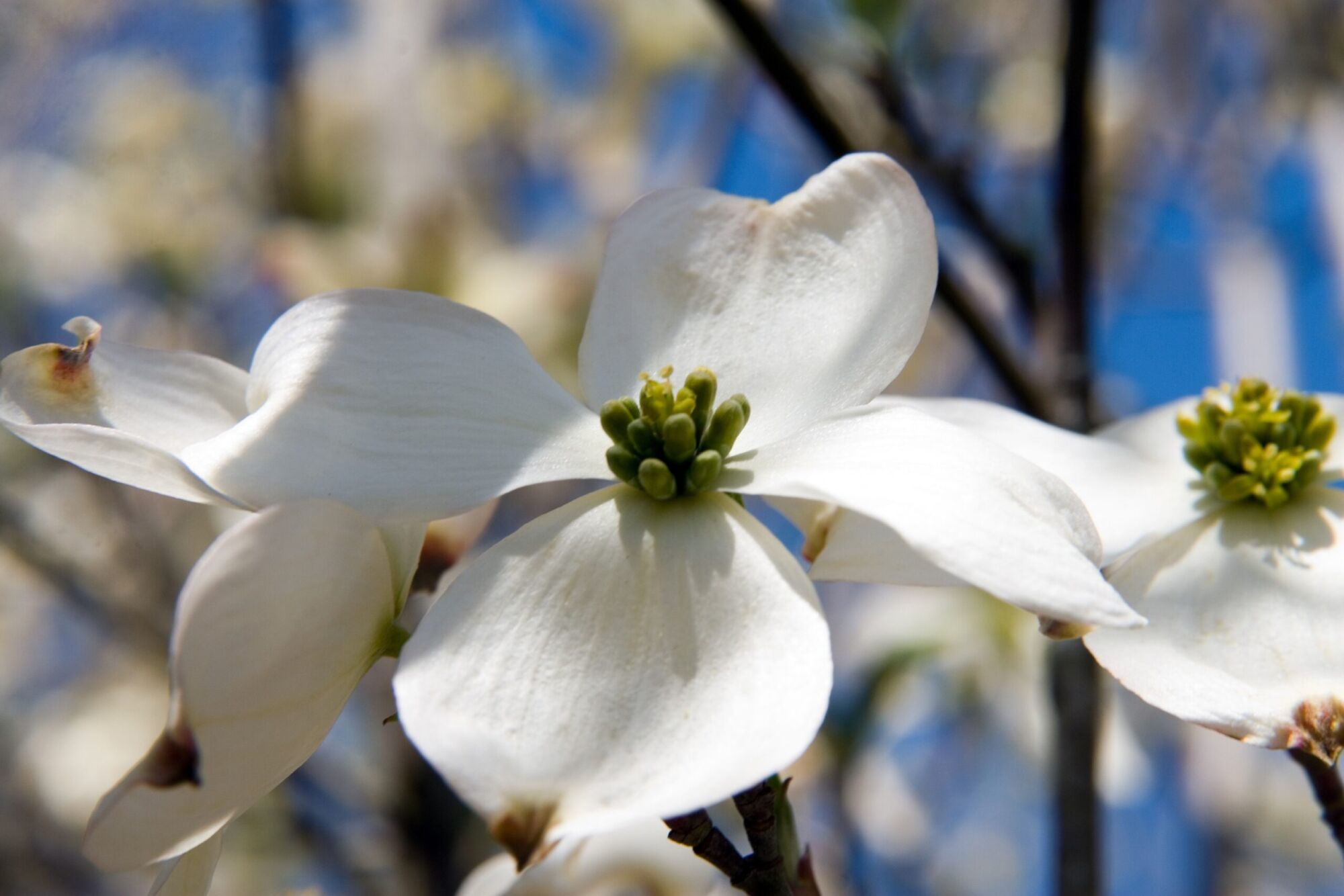 Cherokee Princess dogwood: White bloom against blue sky