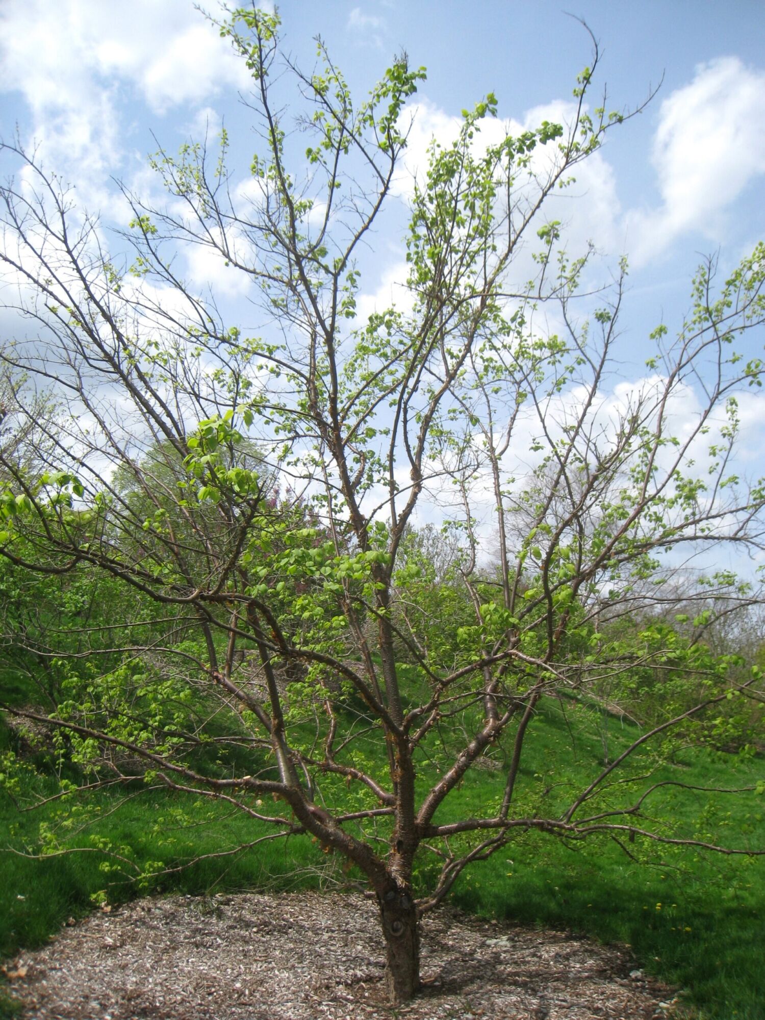 China Snow Peking lilac: a young multi stemmed tree leafing out in spring, showing its spreading branch structure