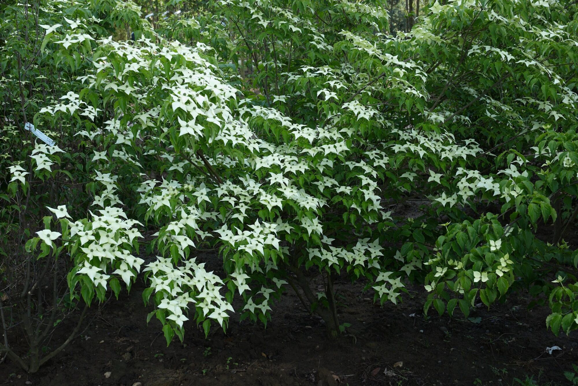 Kousa dogwood: Plant covered in white star-shaped June blooms