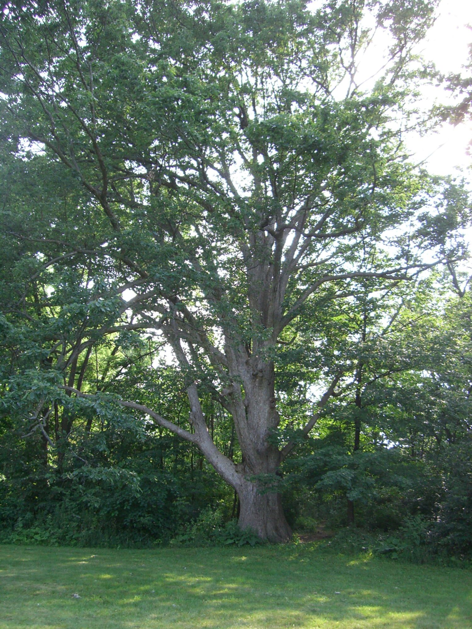 Chinkapin Oak: a 150 year old specimen on a lawn showing the heavy spreading limbs and open rounded crown of an old tree