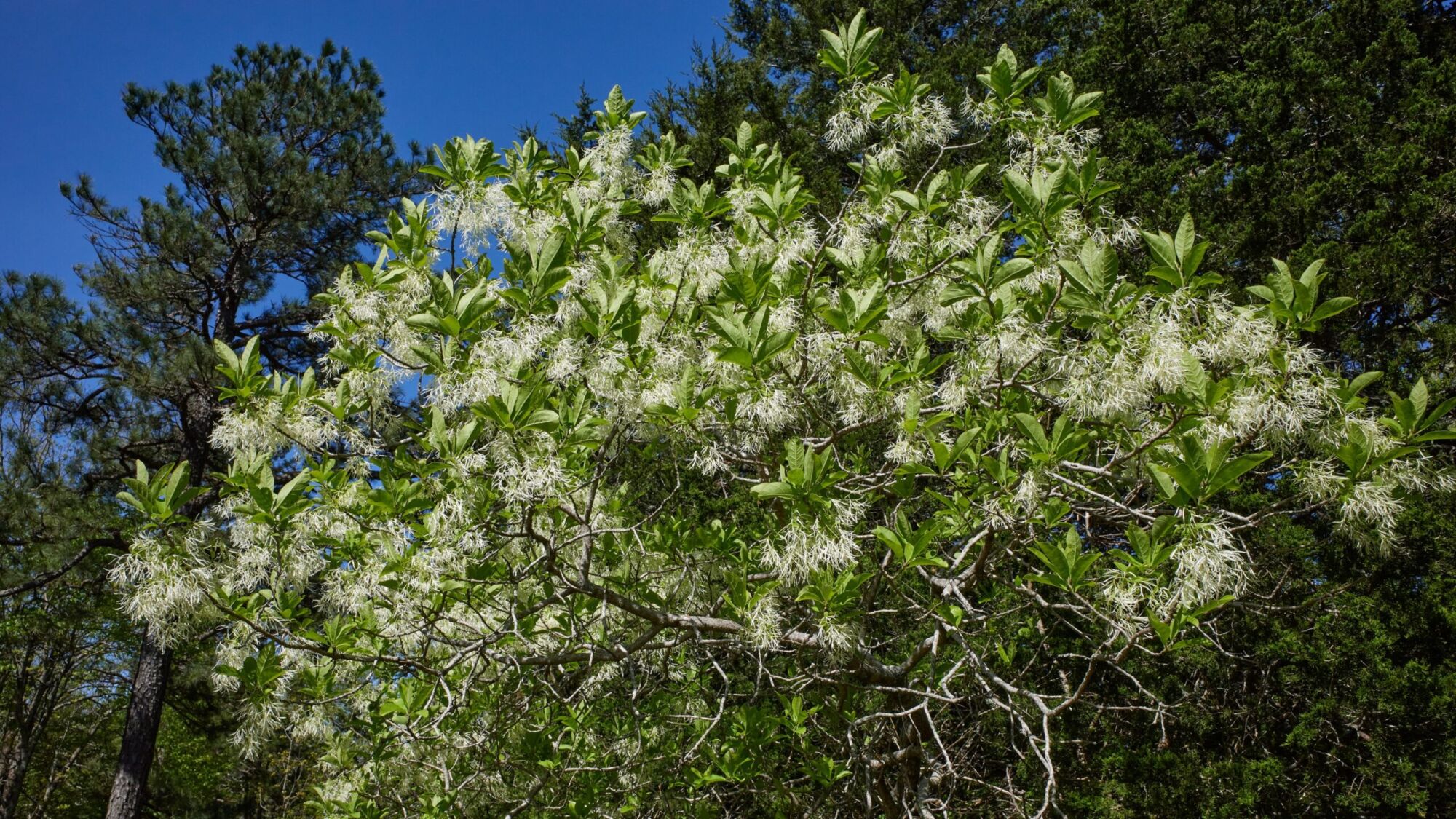 American fringetree: Wild fringetree in full white bloom against blue sky