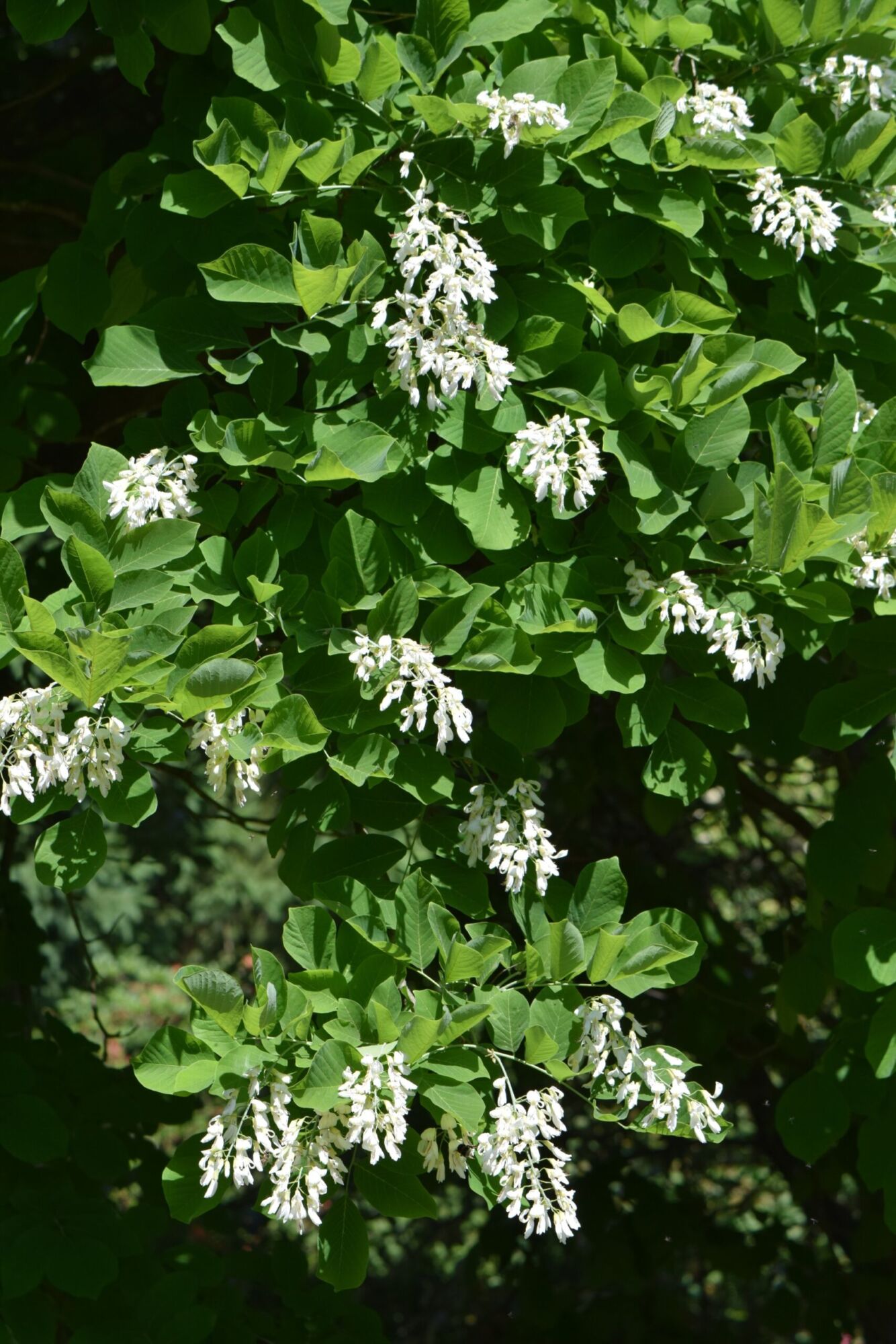 American yellowwood: Canopy hung with white flower clusters