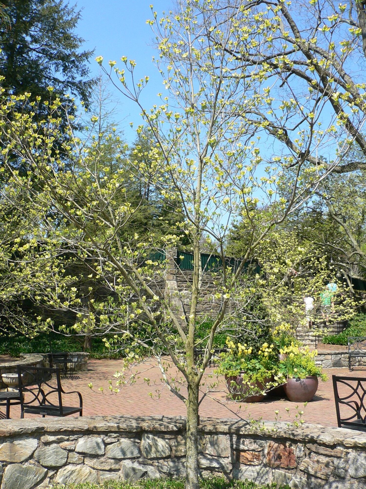 Cloud 9 dogwood: Young tree starting its spring bloom