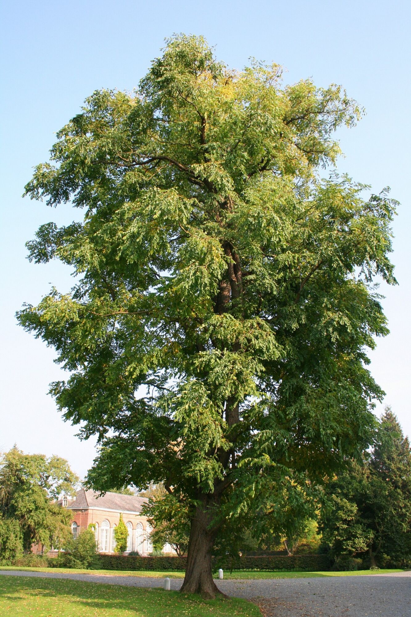 Kentucky Coffeetree: a large mature Kentucky coffeetree with an upright oval crown standing alone on a park lawn