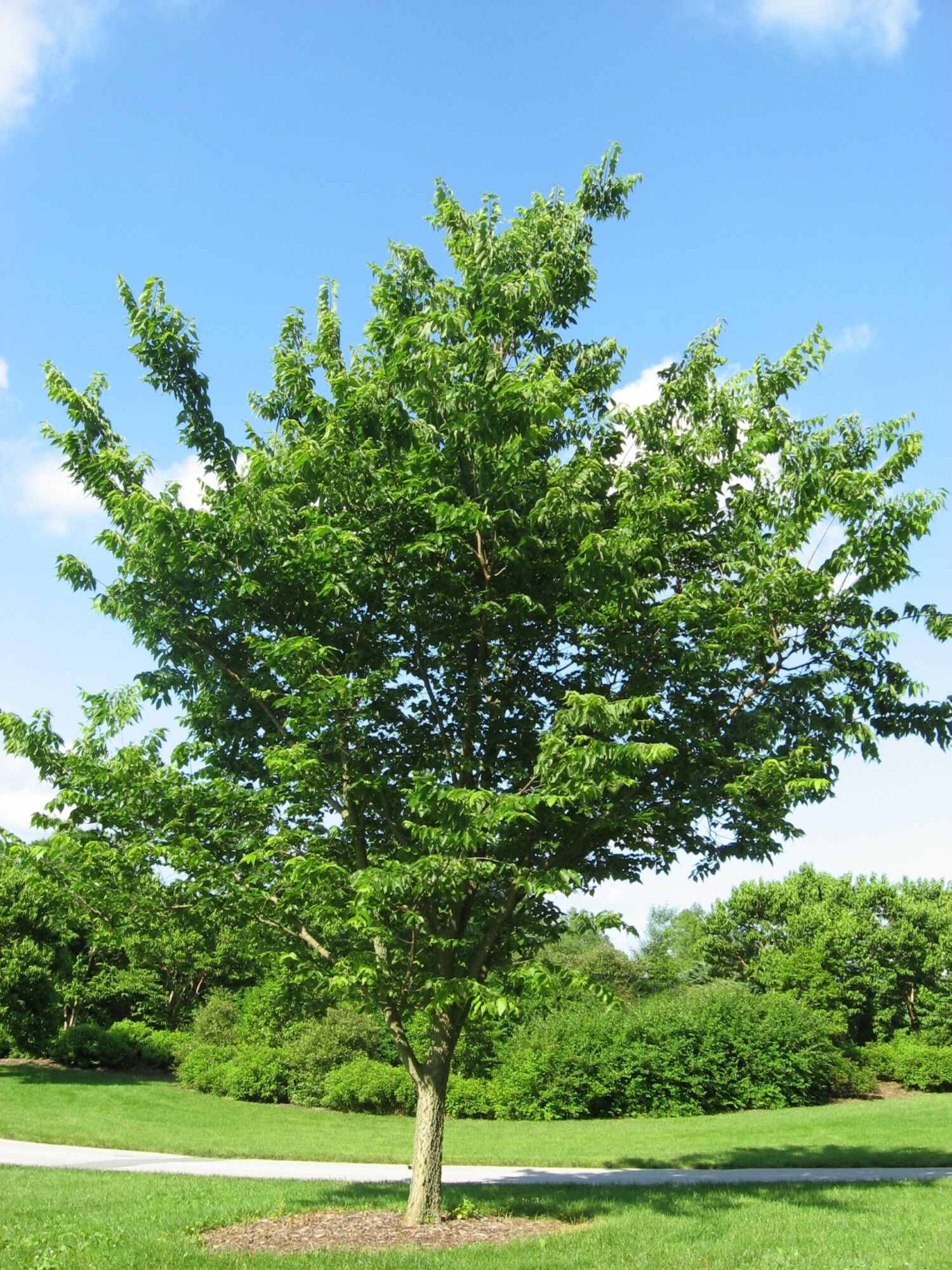 Common hackberry: Young full tree in summer