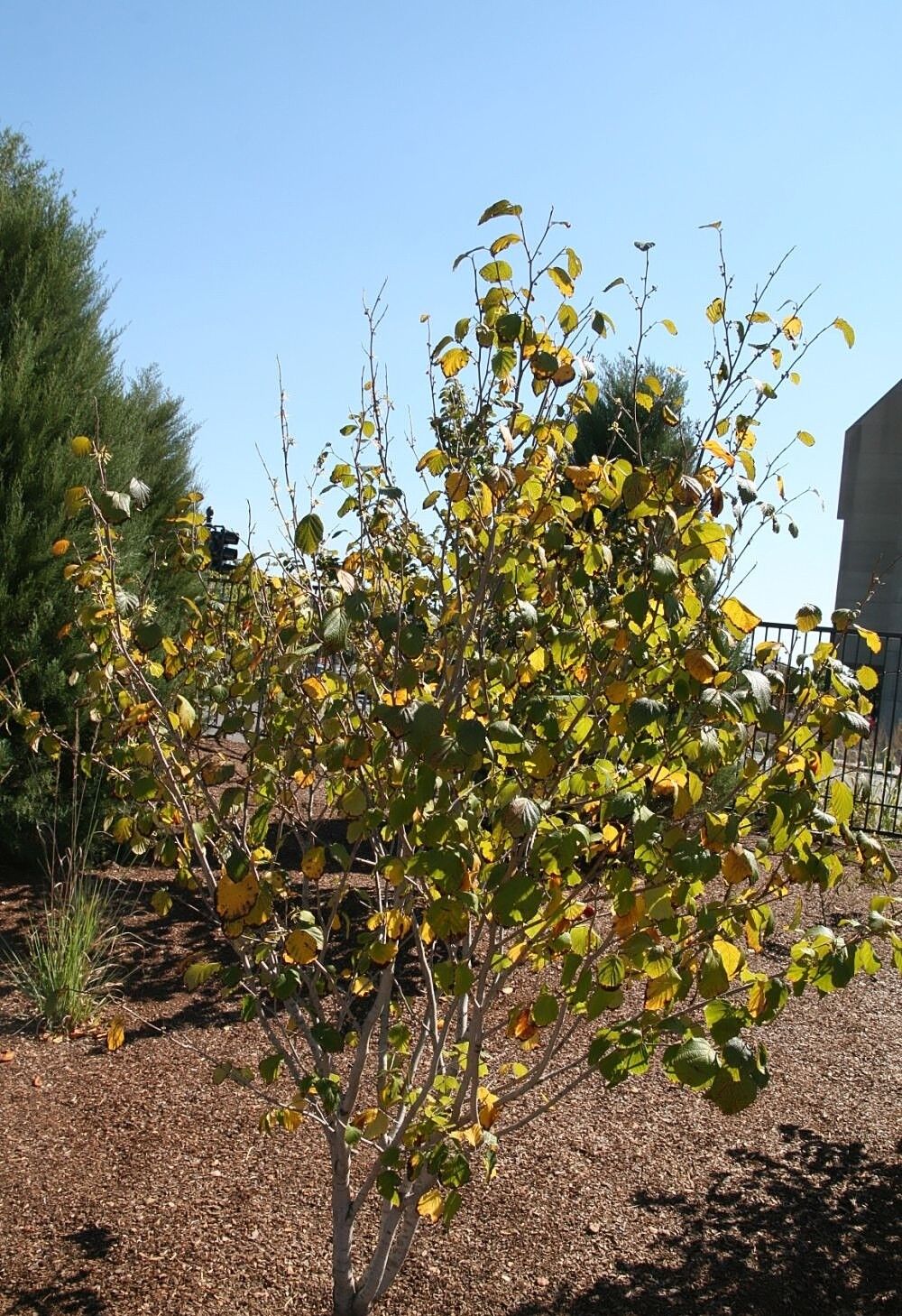 Common Witch Hazel: a multi-stemmed common witch hazel shrub in a landscape bed with leaves turning yellow