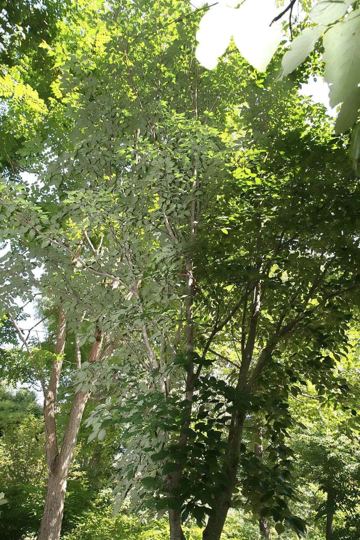 Constellation dogwood: Tall upright tree in summer leaf