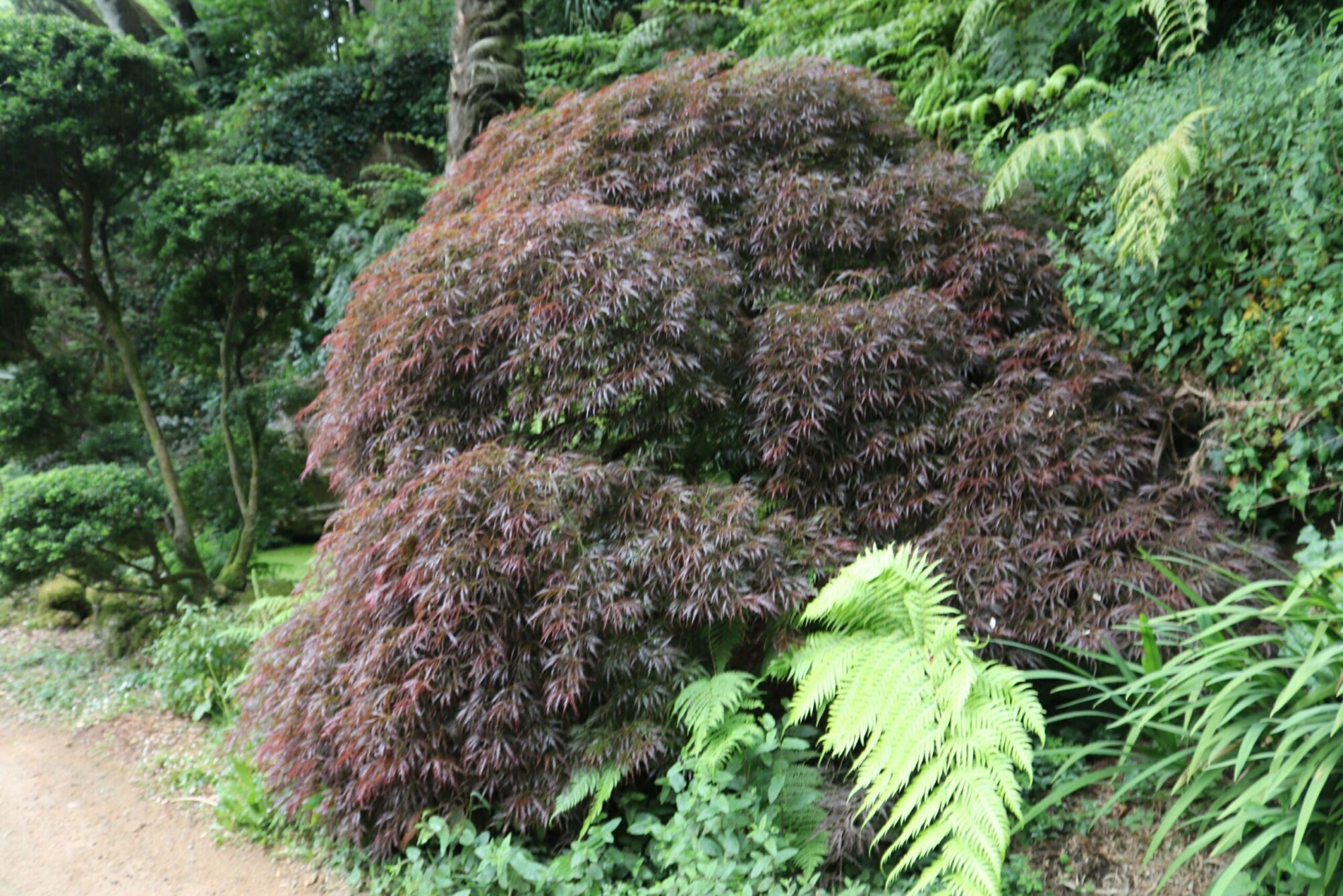 Crimson Queen Japanese maple: Weeping habit