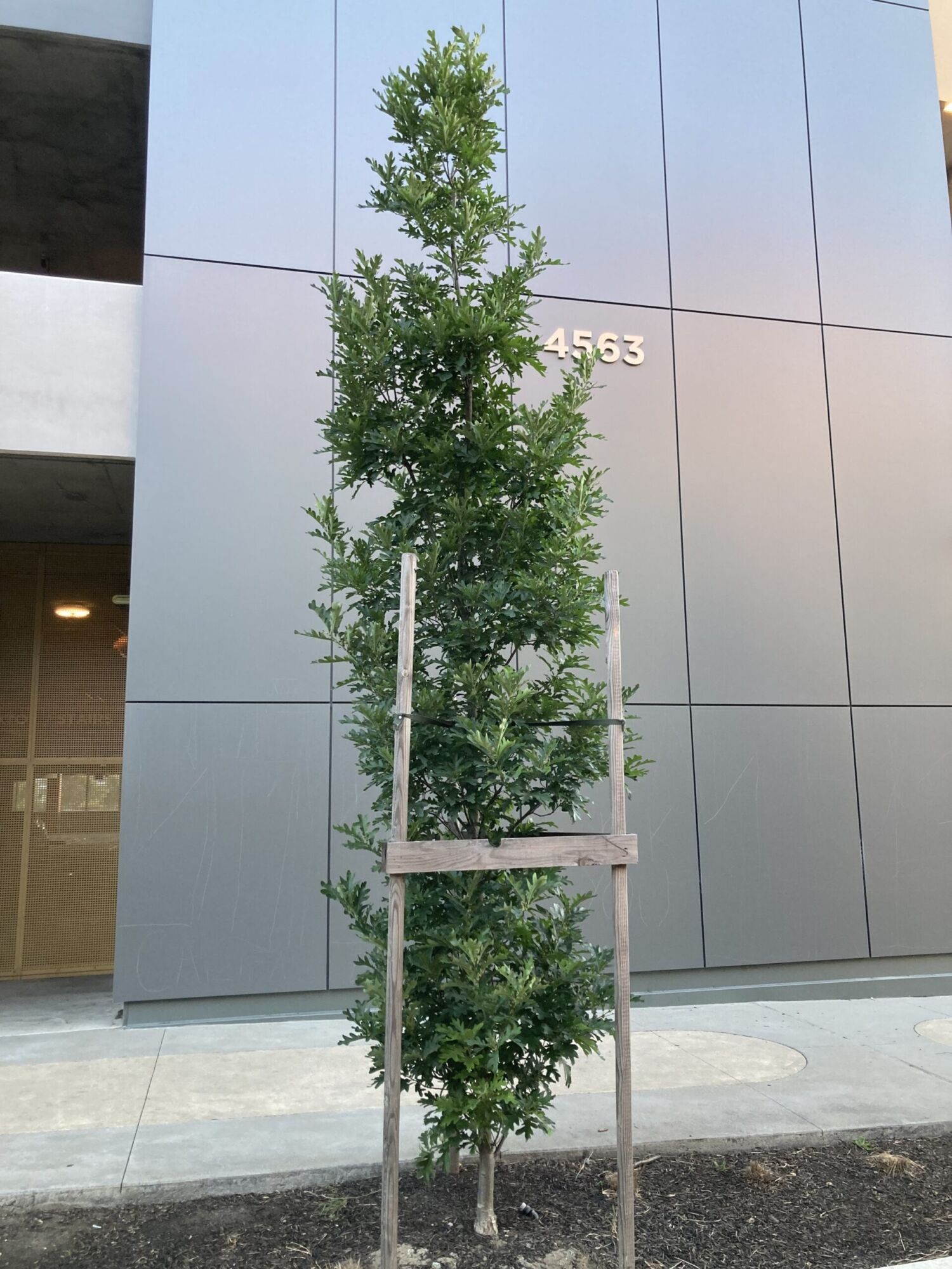 Crimson Spire Oak: a young staked street tree against a building wall showing its narrow upright column