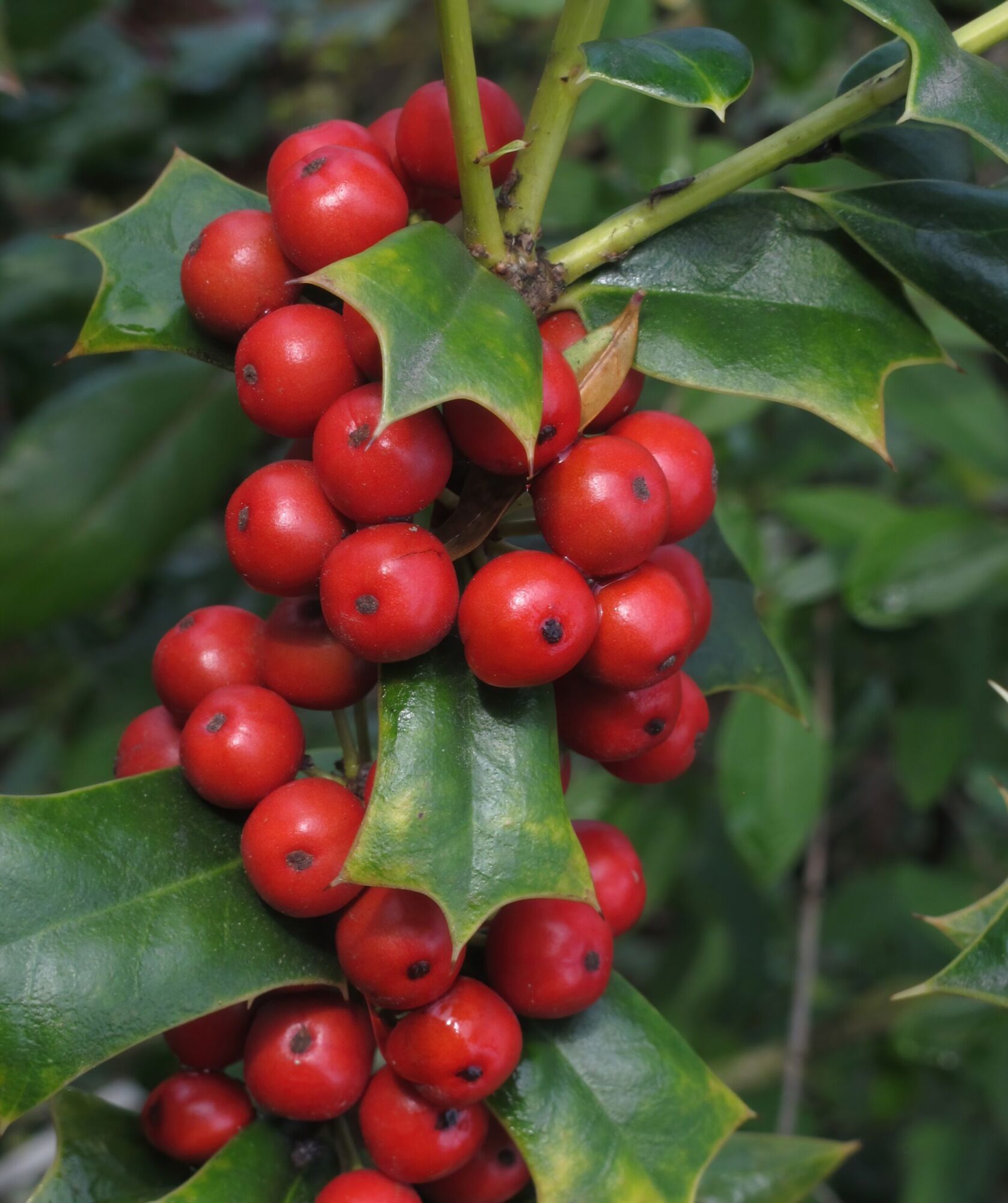 Crown Point Holly: a dense cluster of bright red holly berries among glossy dark spined leaves