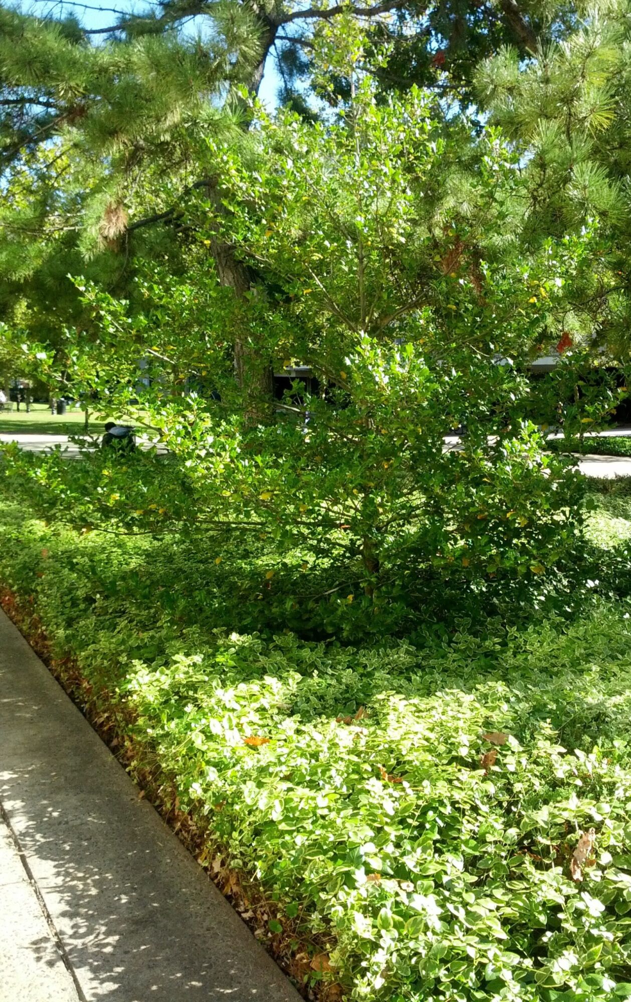 Dan Fenton American Holly: a mature broad American holly growing as a specimen in a landscaped bed