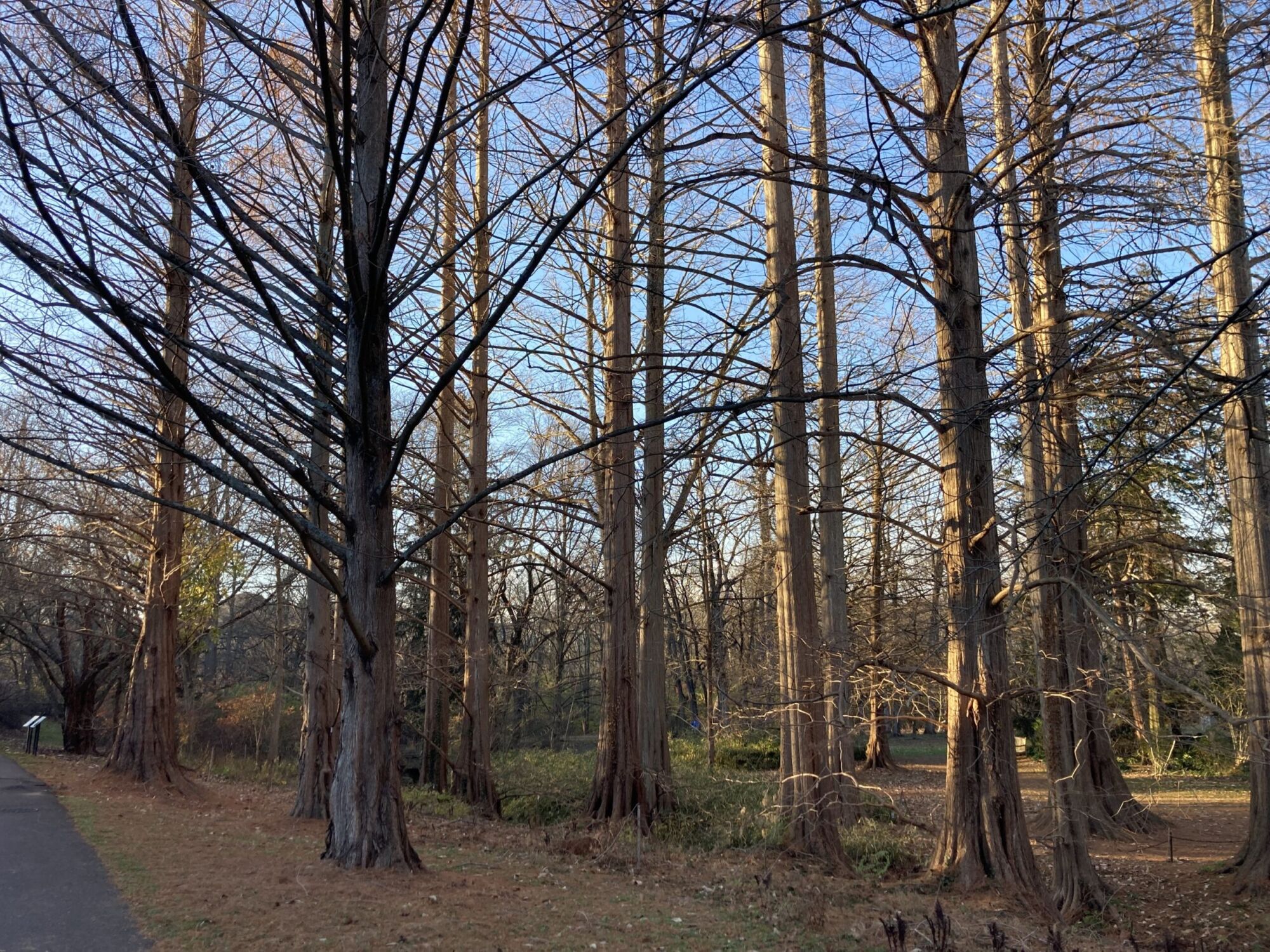 Dawn Redwood: a grove of tall mature dawn redwoods standing bare in late autumn light, showing their fluted buttressed trunks