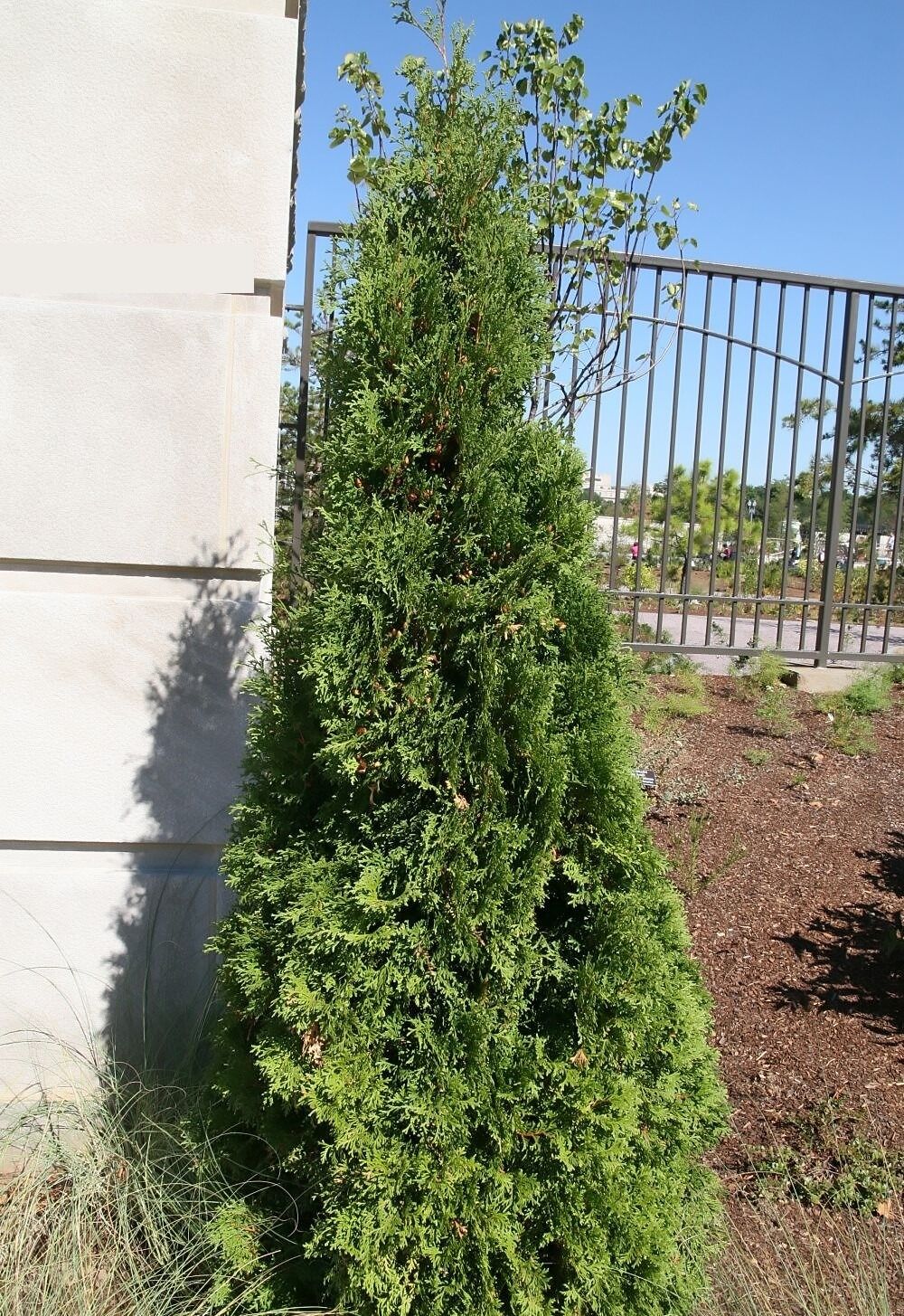 A narrow columnar arborvitae growing tight against the stone corner of a building