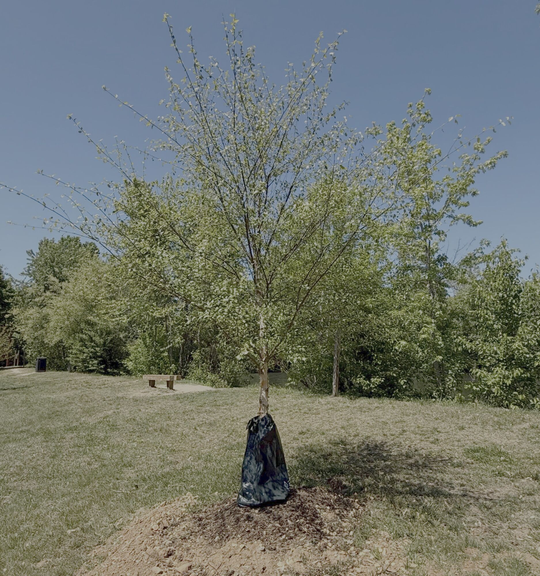 Dura-Heat river birch: young tree leafing out in spring