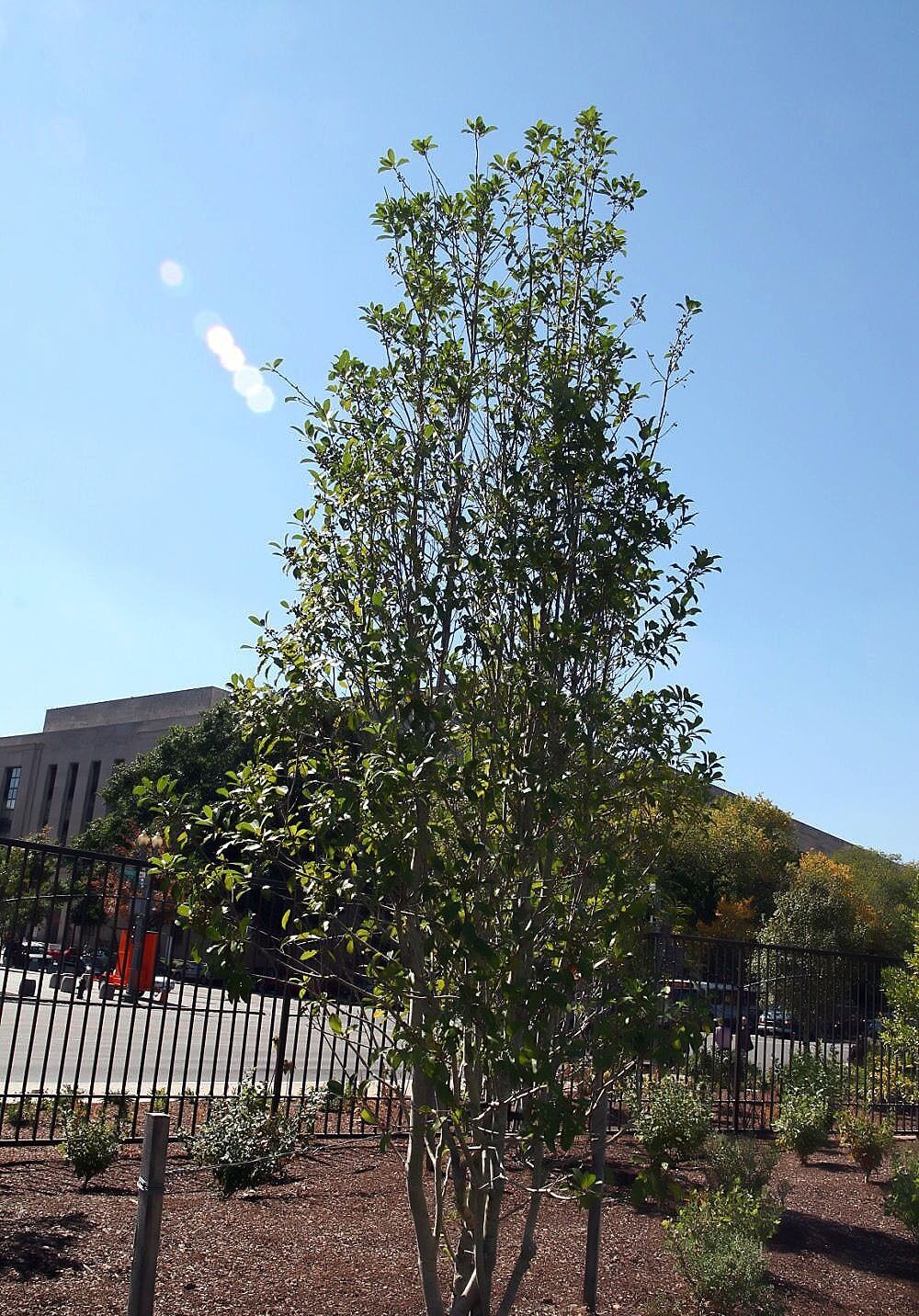 Eagleston Holly: a narrow upright hybrid holly with fine branching growing in a street side bed