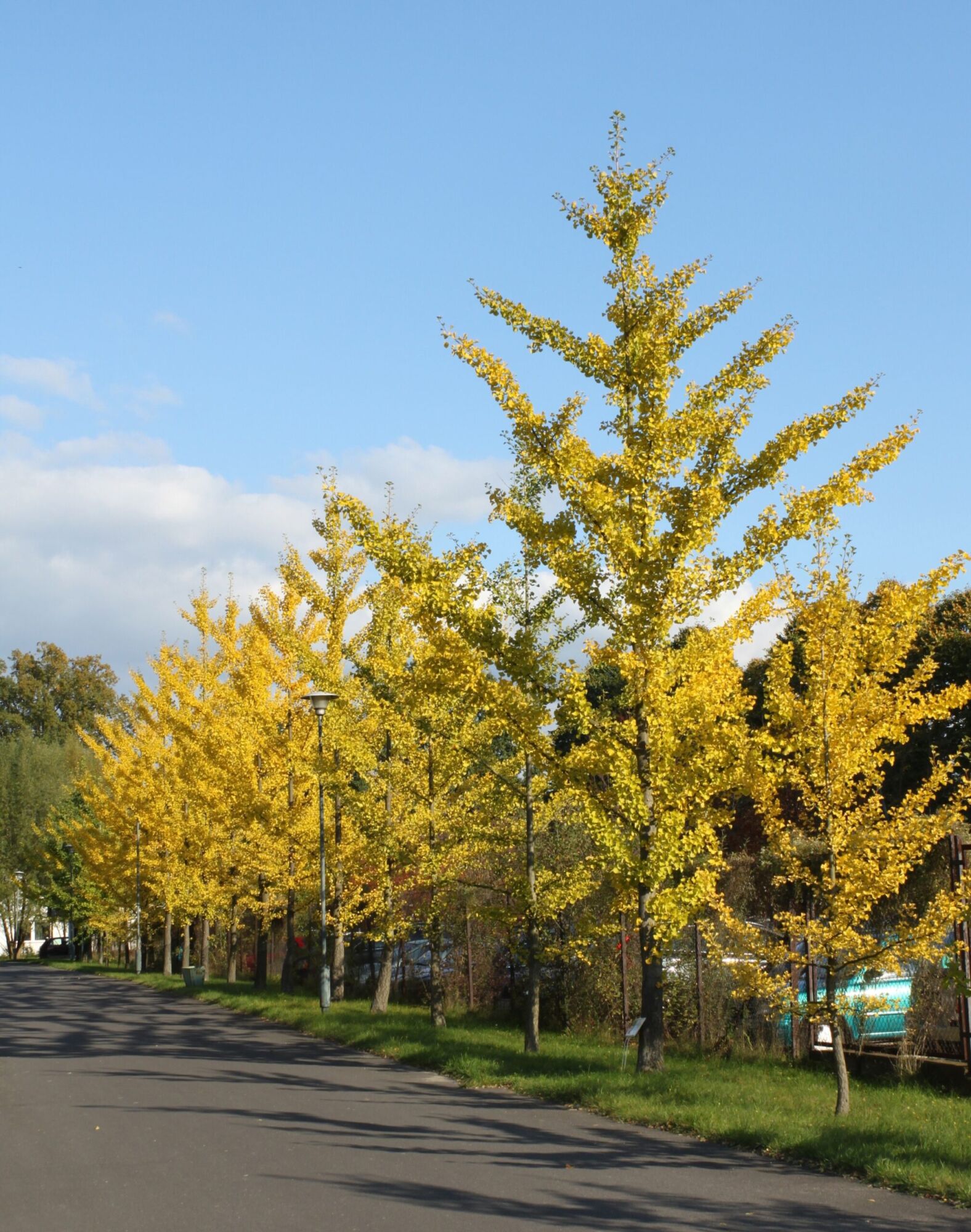 Elmwood Ginkgo: young upright ginkgo in gold fall color