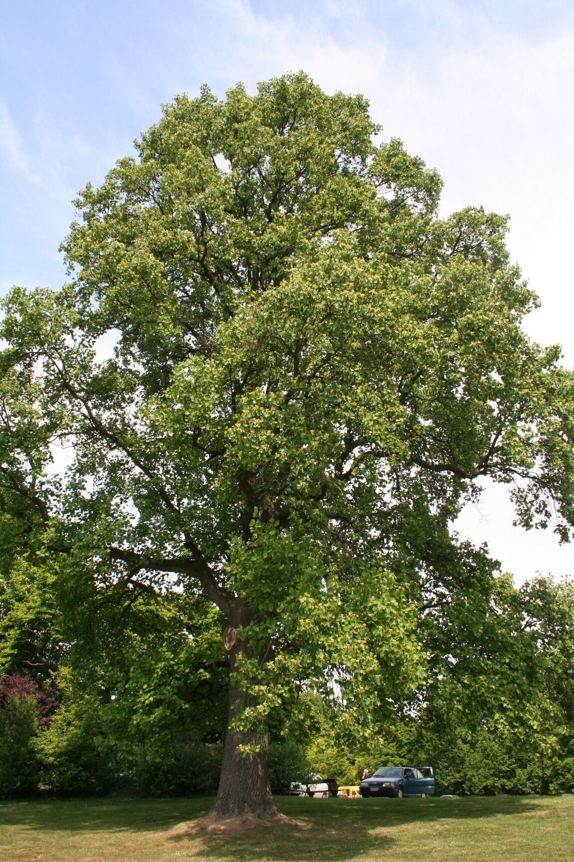 Emerald City Tulip Tree: a large mature tulip tree in flower standing on open lawn with a full oval crown
