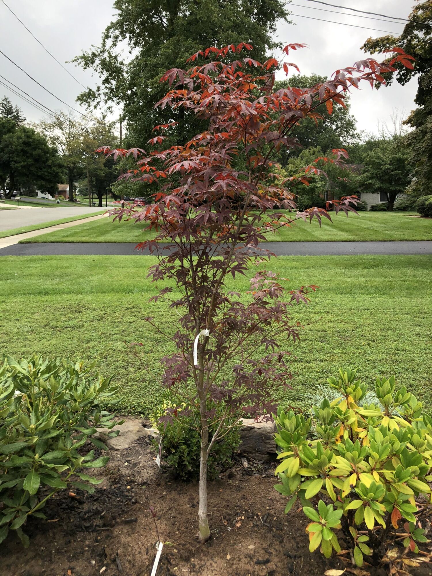 Emperor I Japanese maple: Full tree