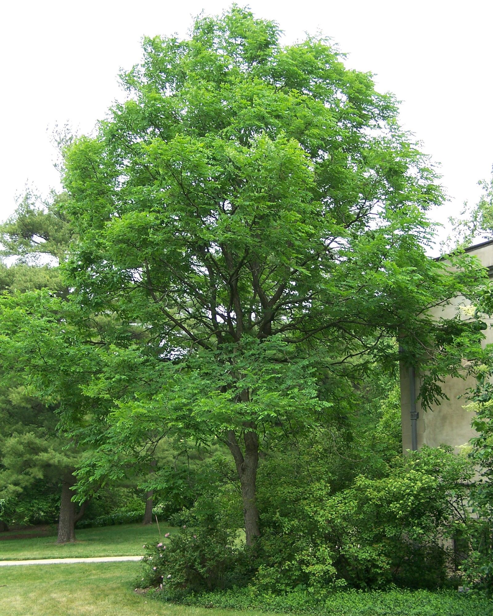 Espresso Kentucky Coffeetree: a coffeetree with a vase shaped crown and arching branches over a lawn