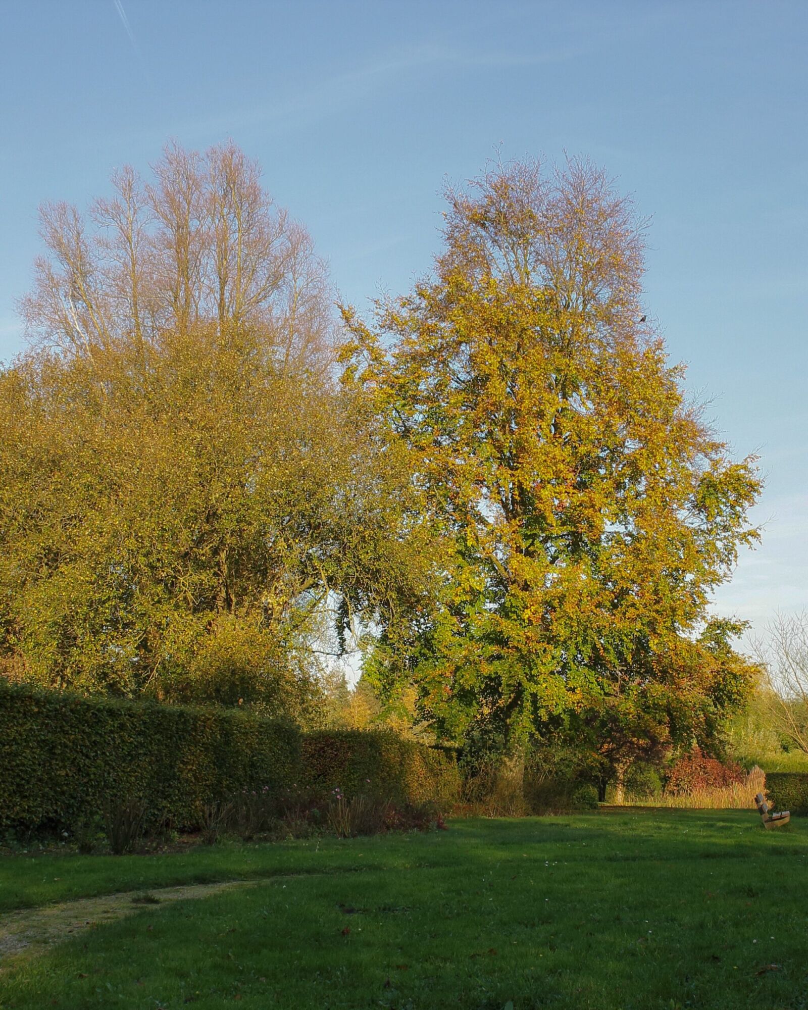 European Beech: full tree turning gold in a garden