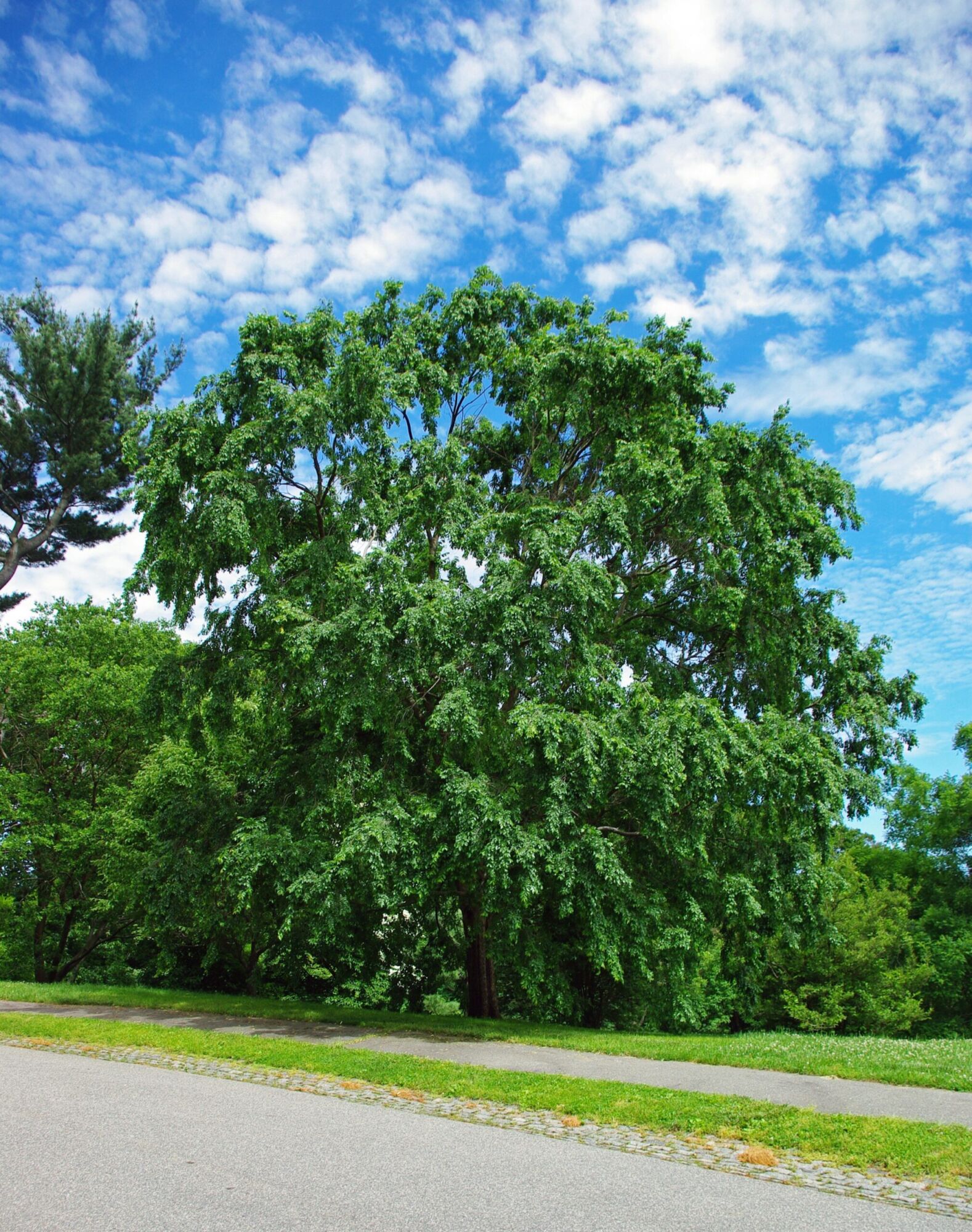 A large lacebark elm in full summer green standing beside a park road under a blue sky