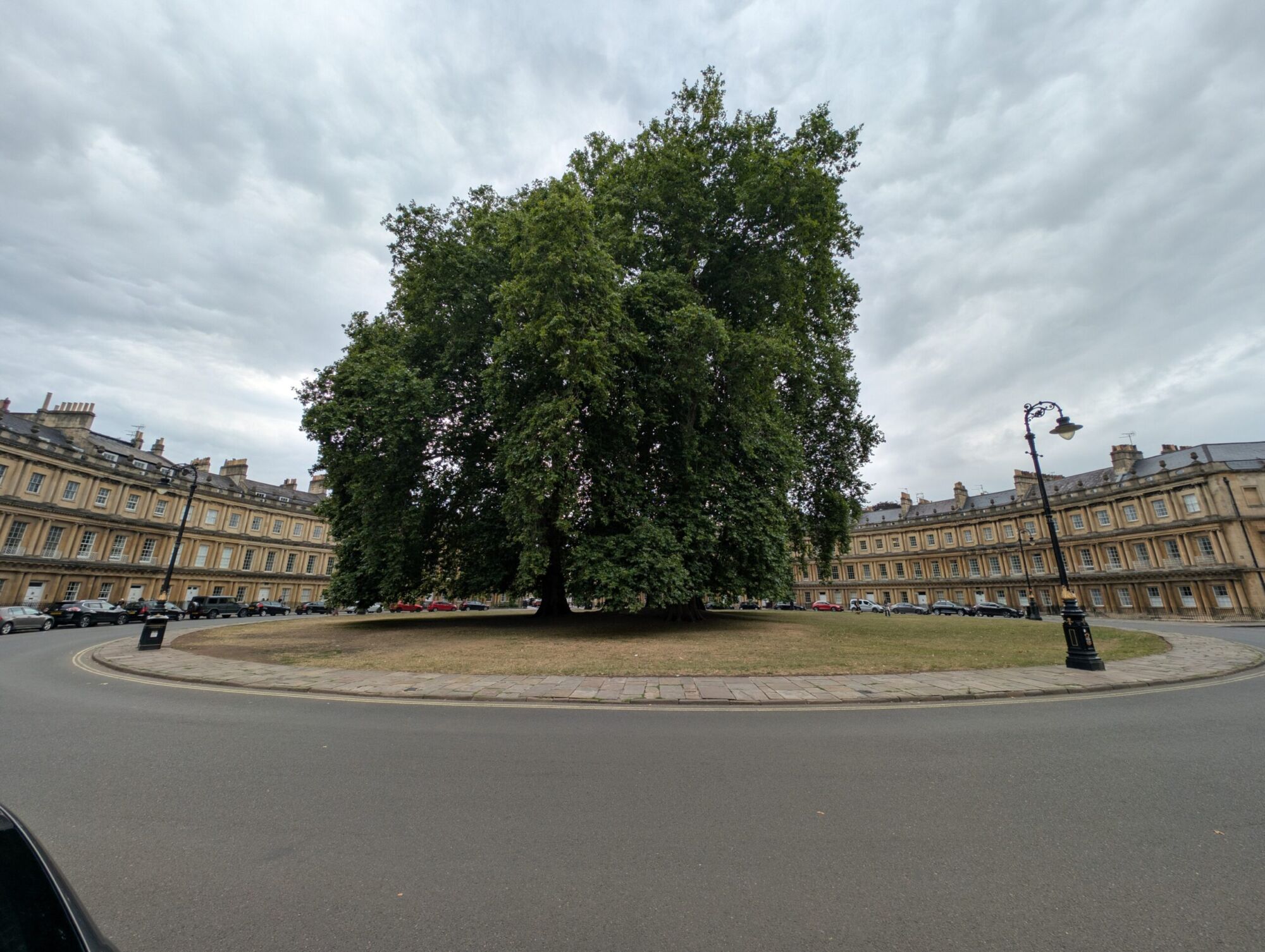 Exclamation London Planetree: a large London planetree standing in a city circus surrounded by Georgian buildings