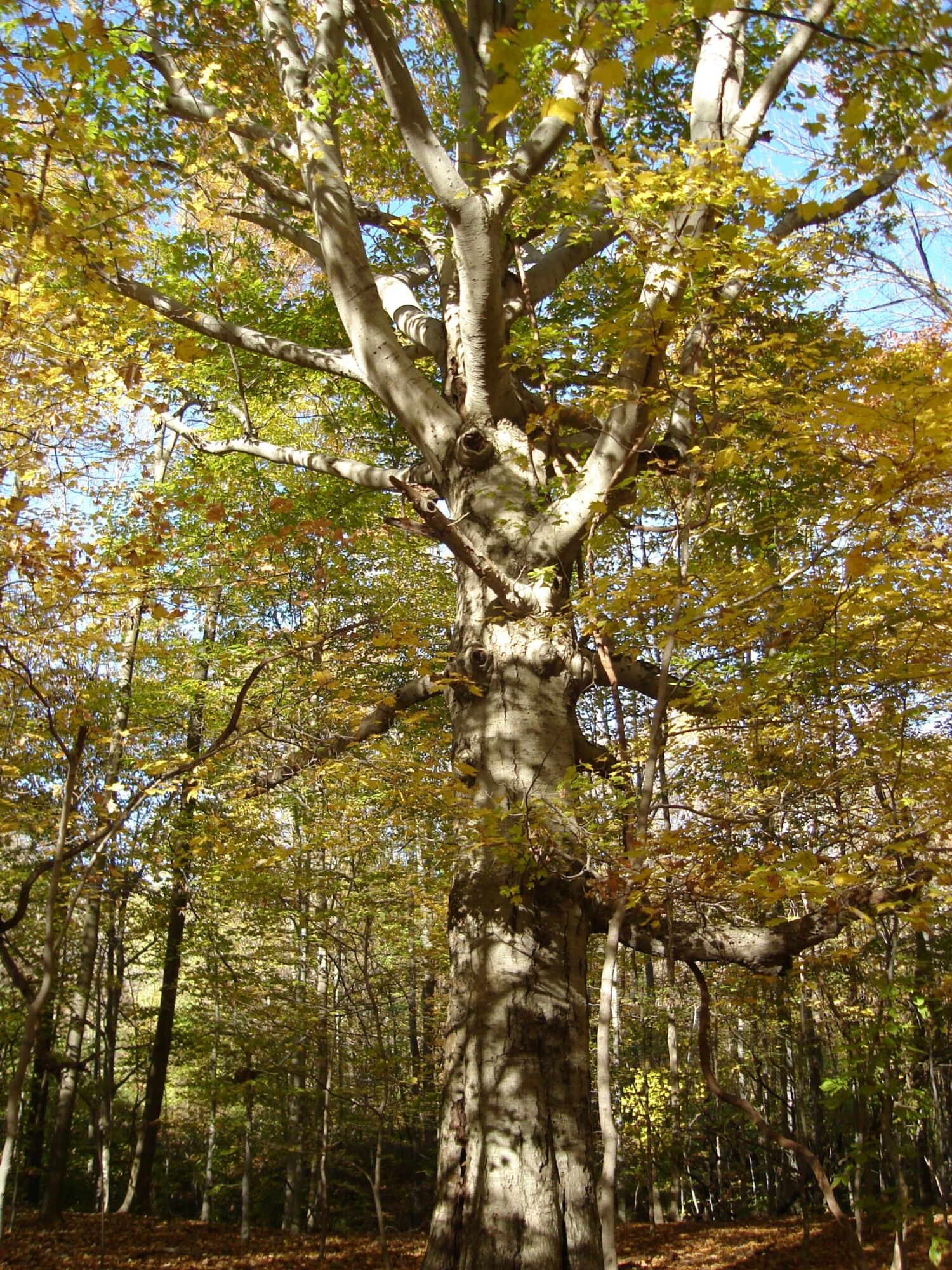 American Beech: mature tree with smooth silver bark and golden fall canopy