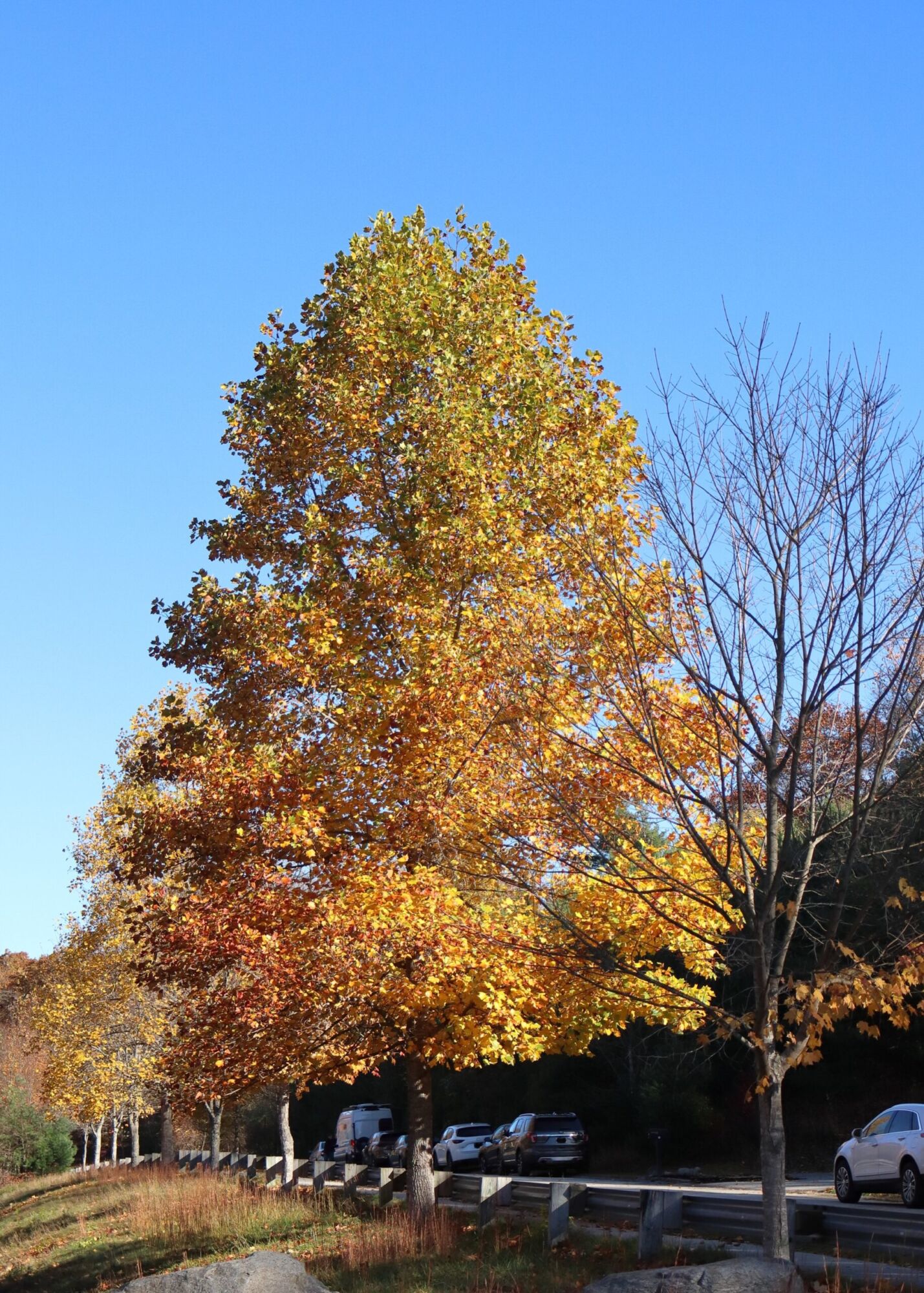 Fall Fiesta maple: full sugar maple tree in golden-orange fall color