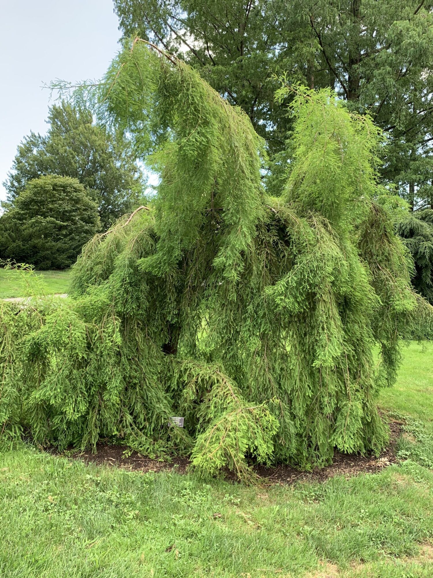 A Falling Waters weeping bald cypress with green branchlets cascading all the way to the mulch bed