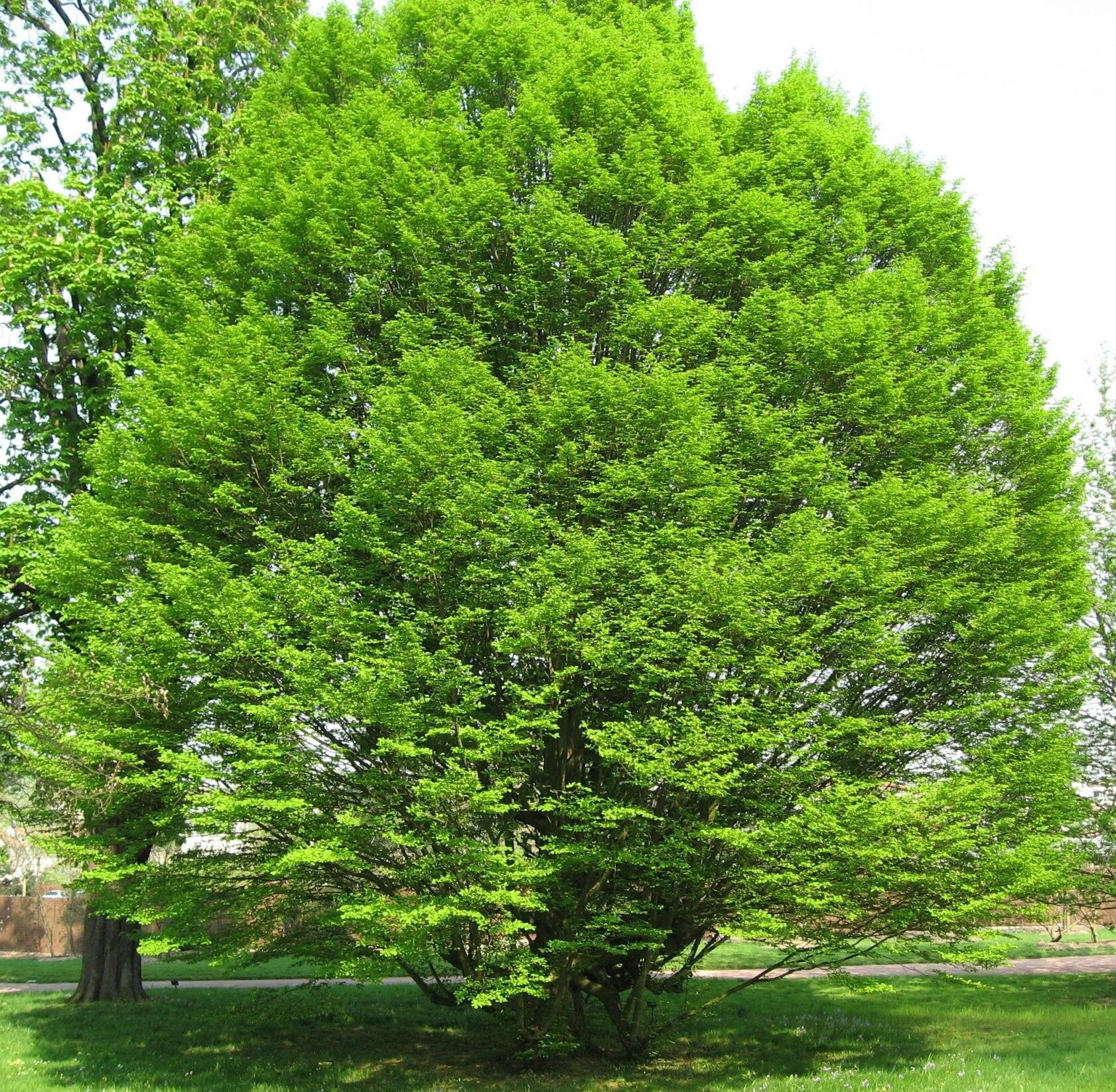 Fastigiata hornbeam: dense symmetrical oval tree in spring green