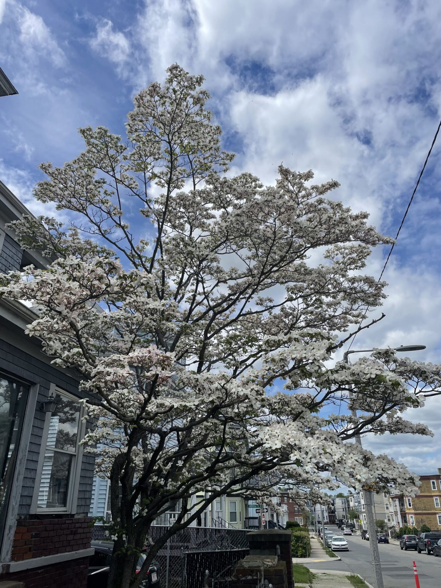 Flowering dogwood: Full tree covered in white spring bloom