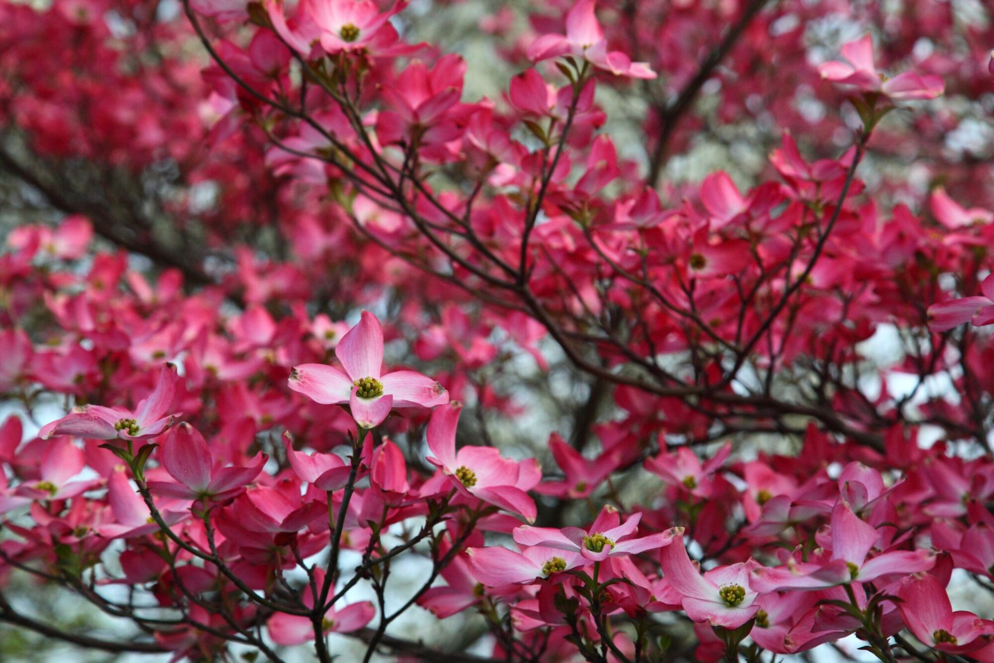 Pink flowering dogwood: Branches massed with deep rose blooms