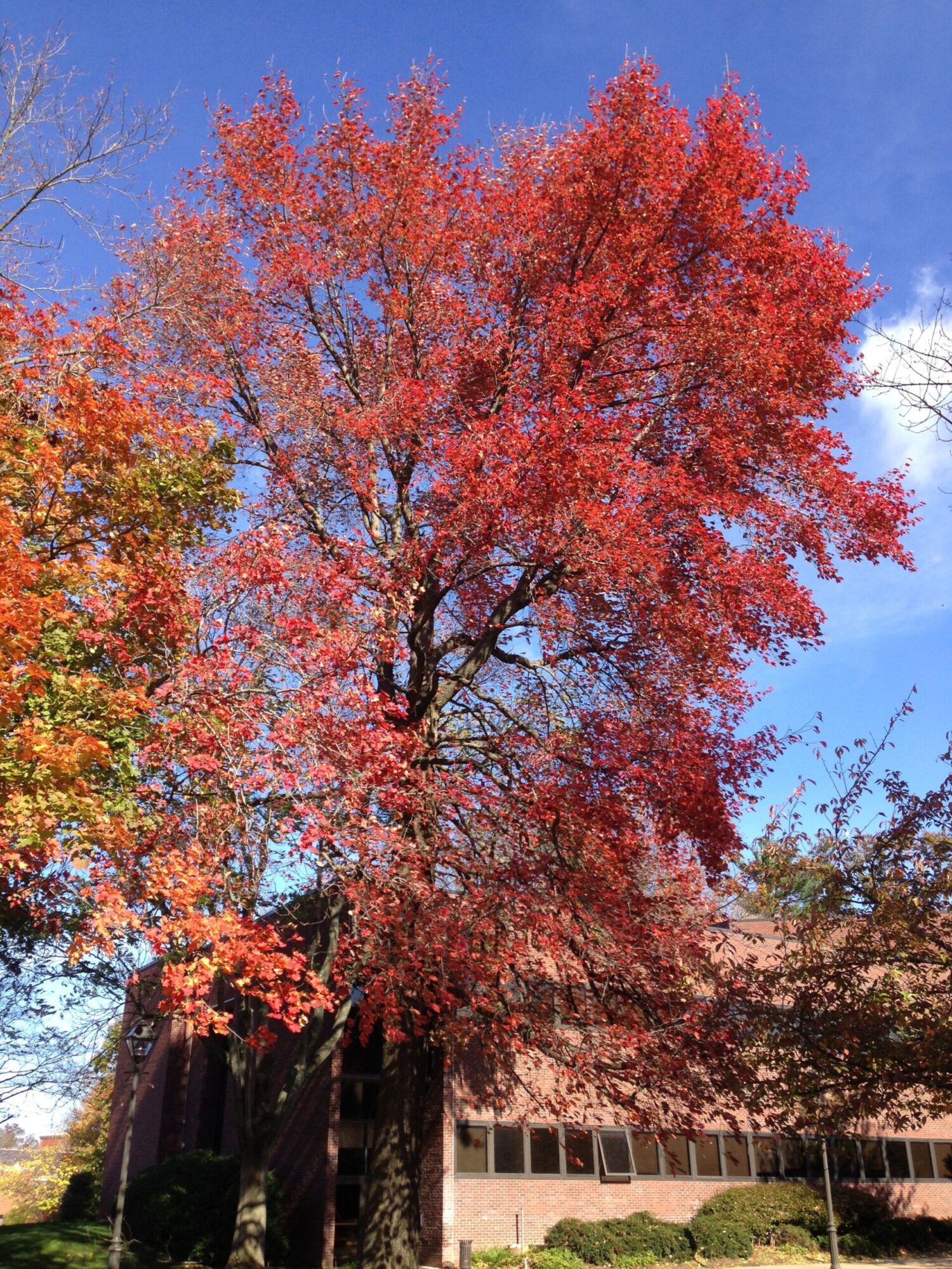 Forest Fire Black Gum: a large black gum in blazing scarlet autumn color against a deep blue sky