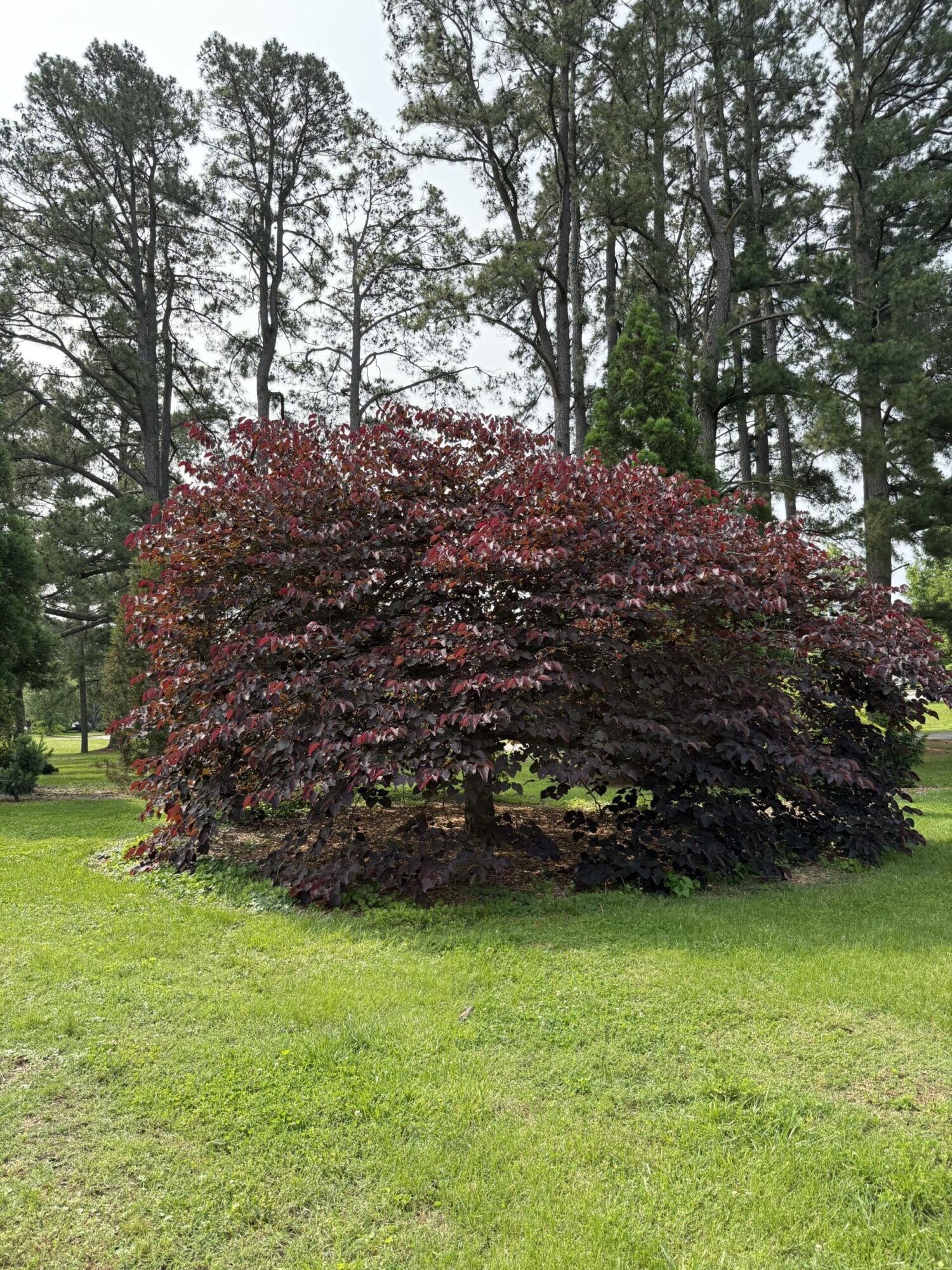 Forest Pansy redbud: Full tree with deep purple summer foliage