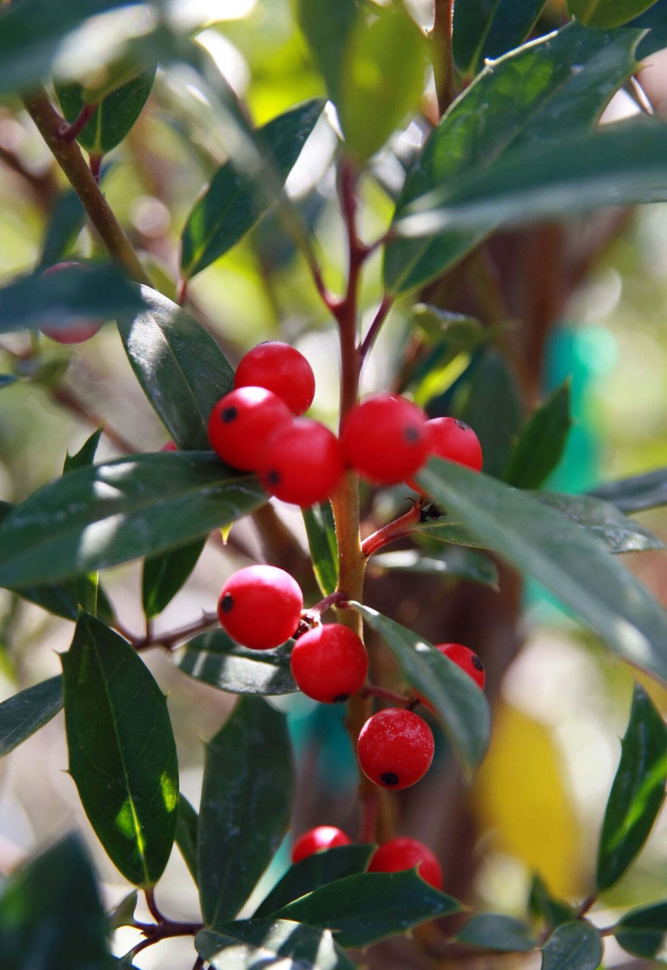 Foster Holly: bright red berries clustered along a stem among narrow dark green Foster holly leaves