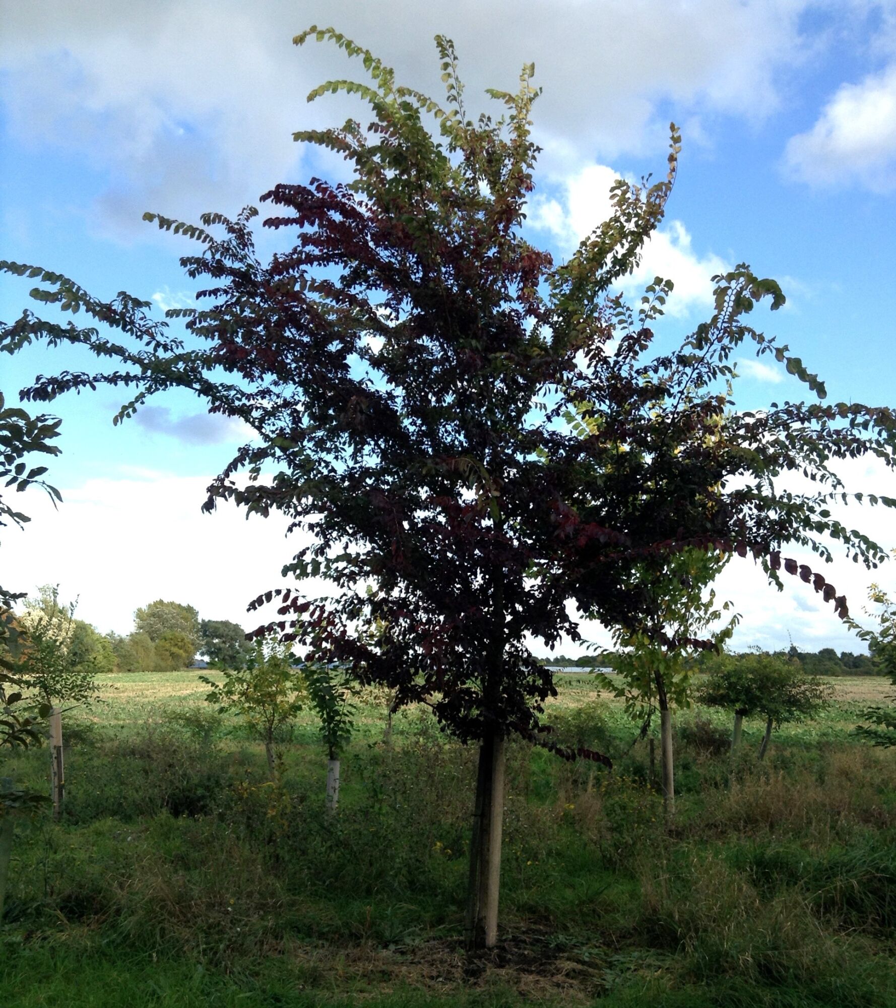 A young Frontier elm in an open field with its crown turning deep burgundy against a blue sky