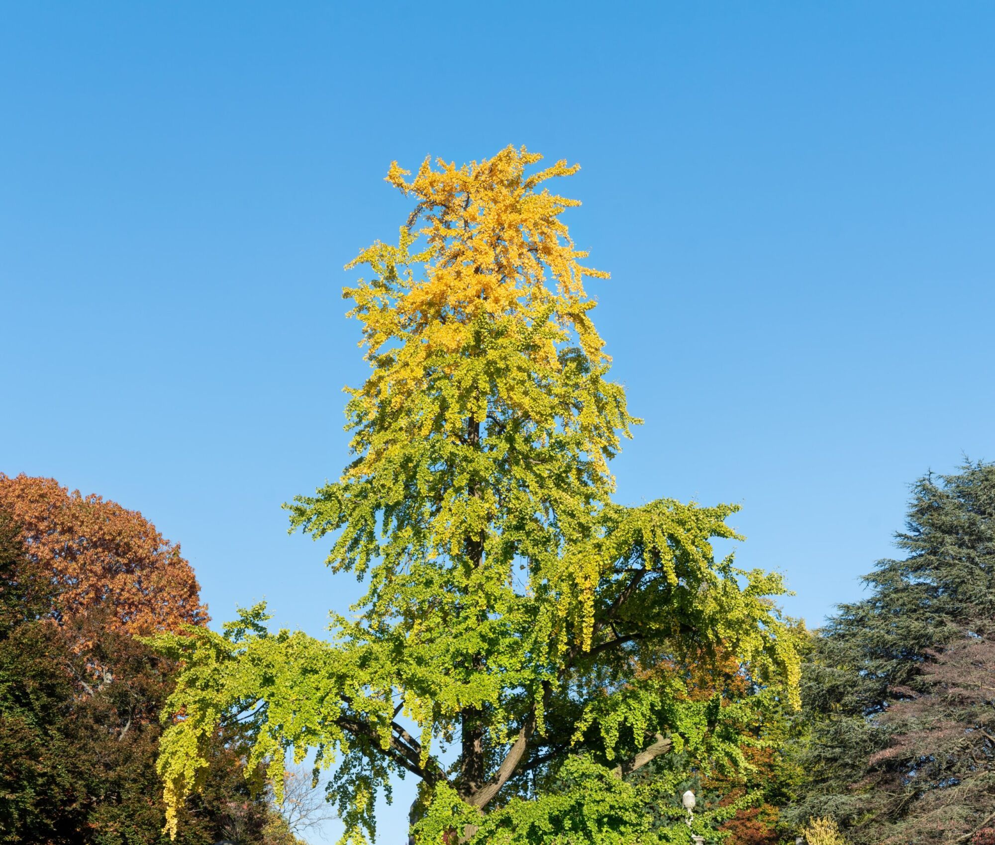 Fastigiata Ginkgo: tall slender ginkgo turning gold from the top down