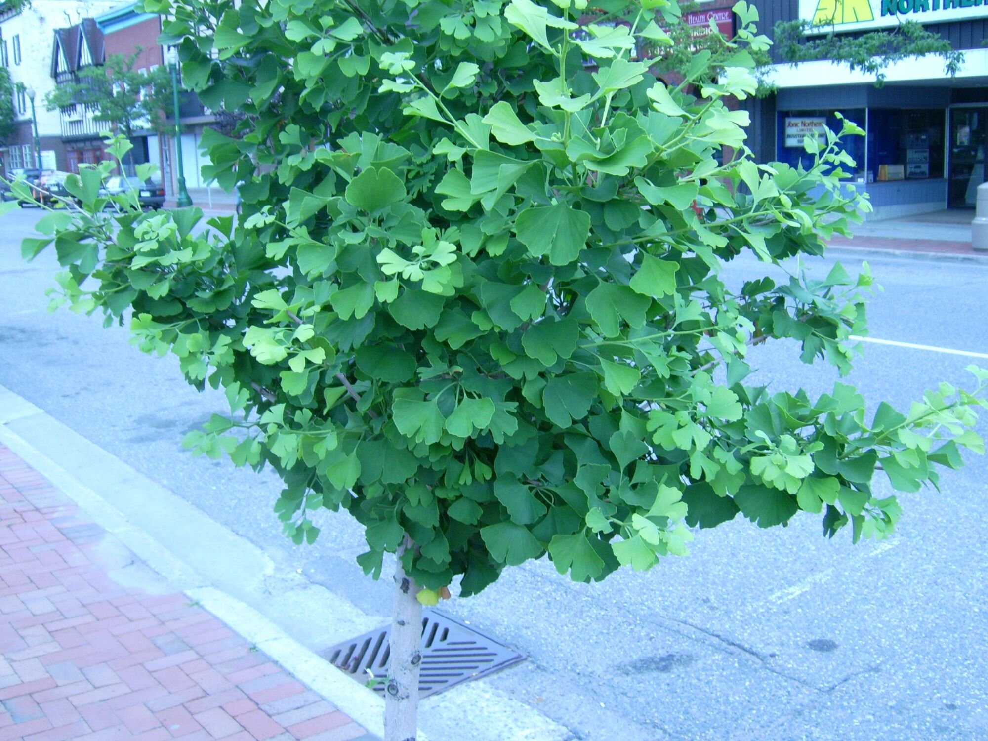 Spring Grove Ginkgo: dense compact rounded ginkgo thick with green fans