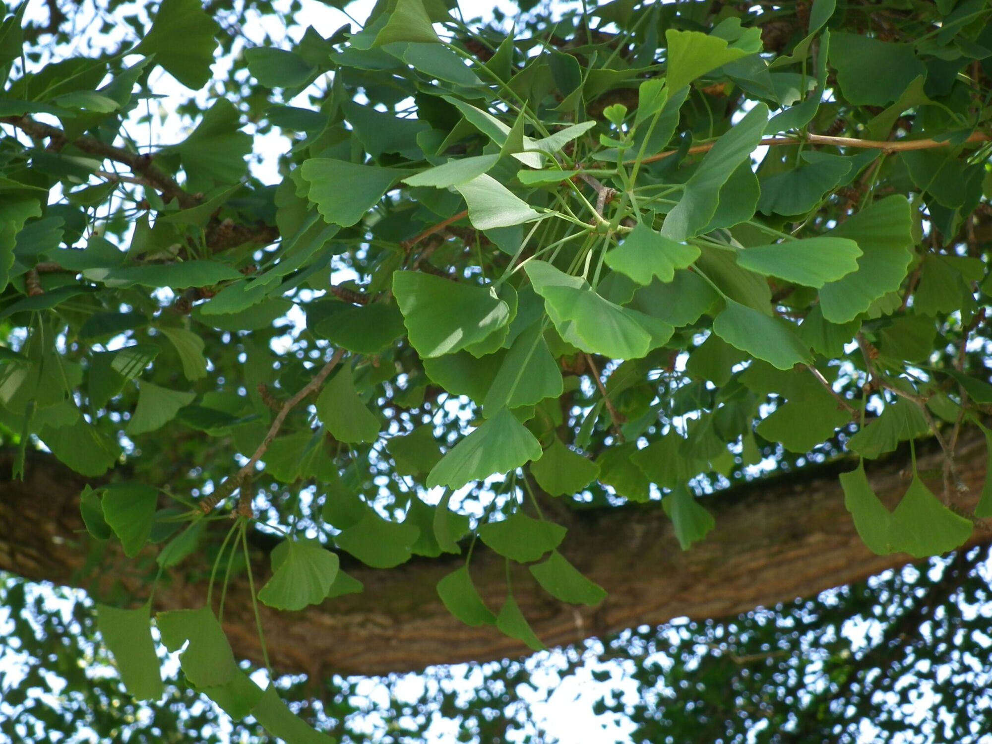 Gnome Ginkgo: dense green fan leaves layered along a branch
