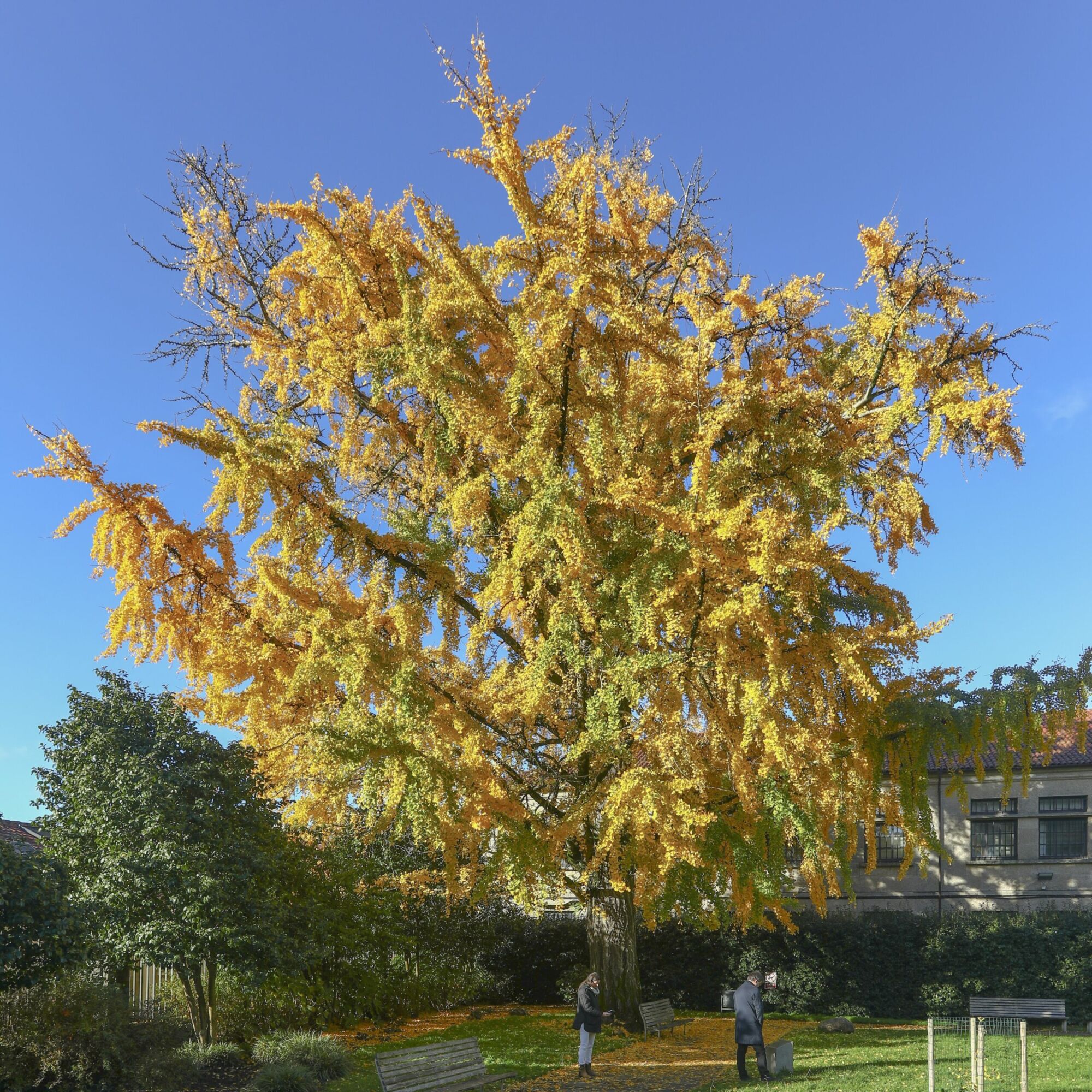 Golden Colonnade Ginkgo: mature ginkgo in full gold with people beneath