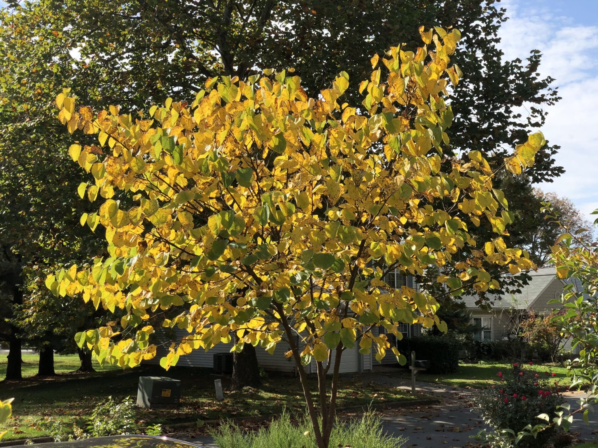 Golden Falls redbud: Redbud tree glowing gold