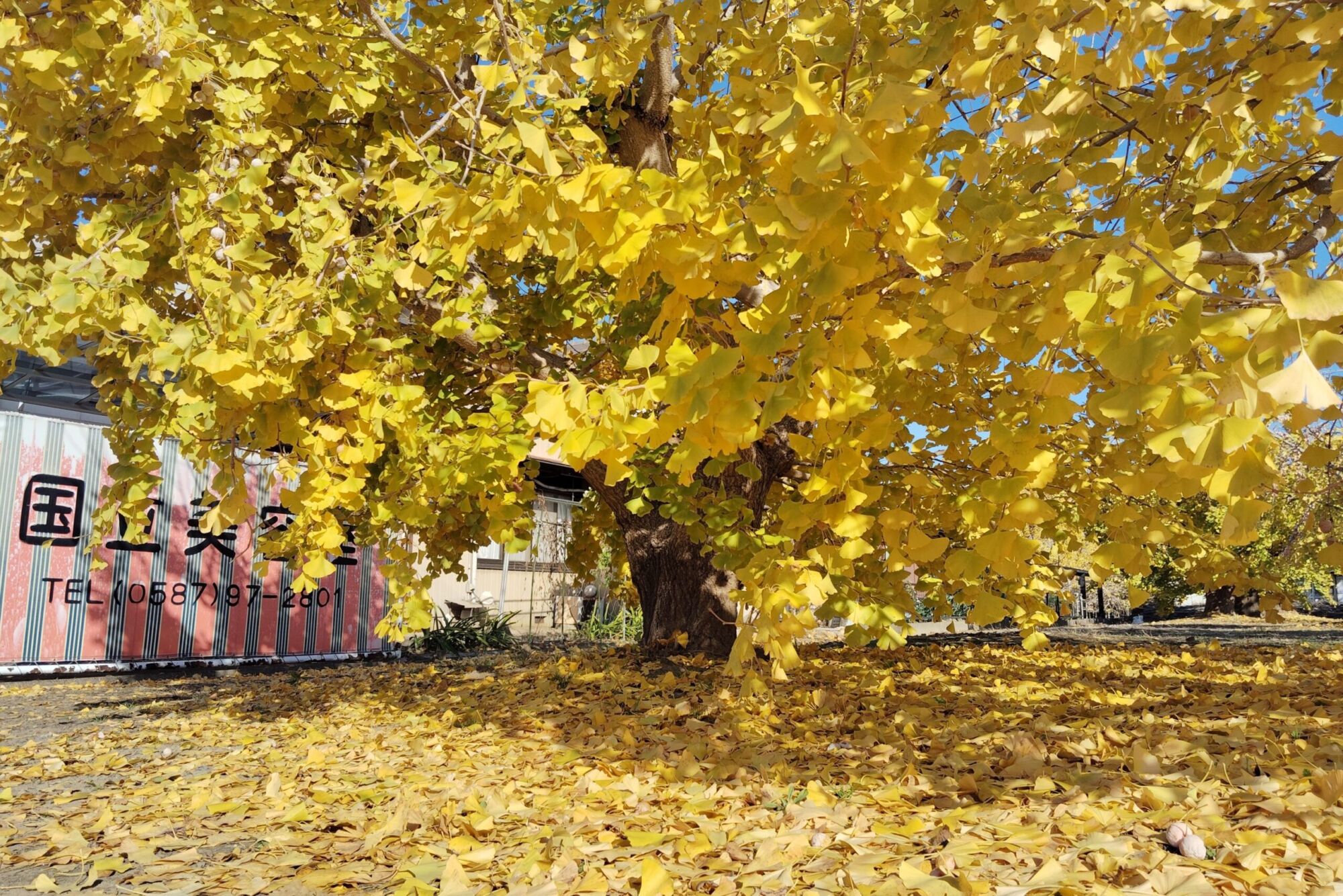 Golden Globe Ginkgo: broad rounded golden crown over a carpet of dropped leaves
