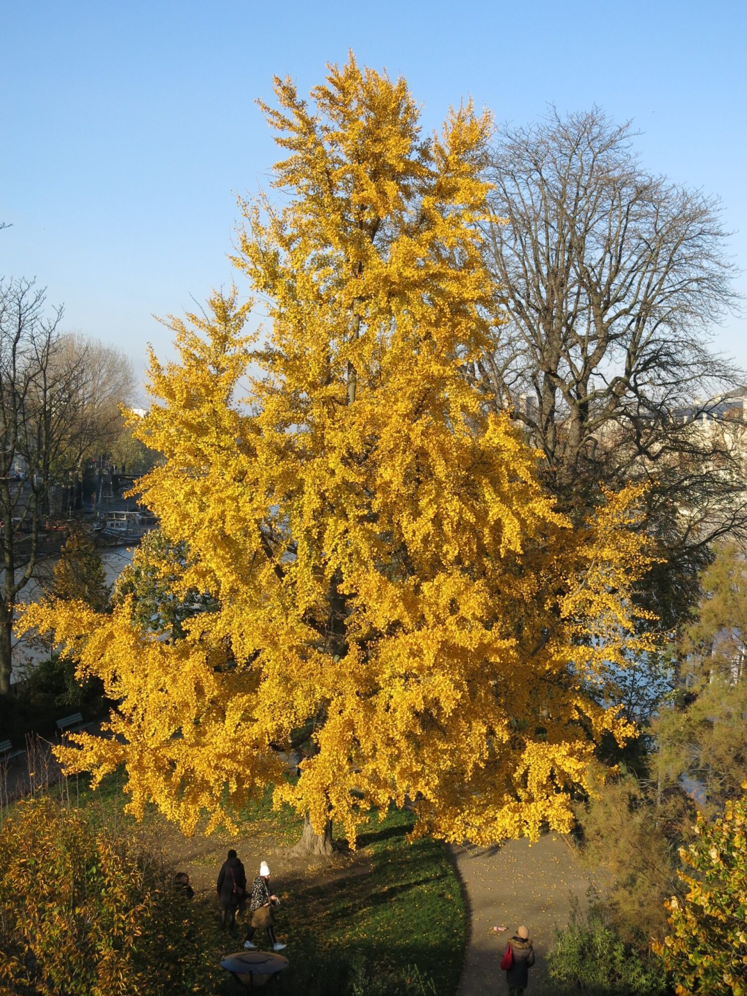 Goldspire Ginkgo: tall pyramidal ginkgo glowing gold in a park