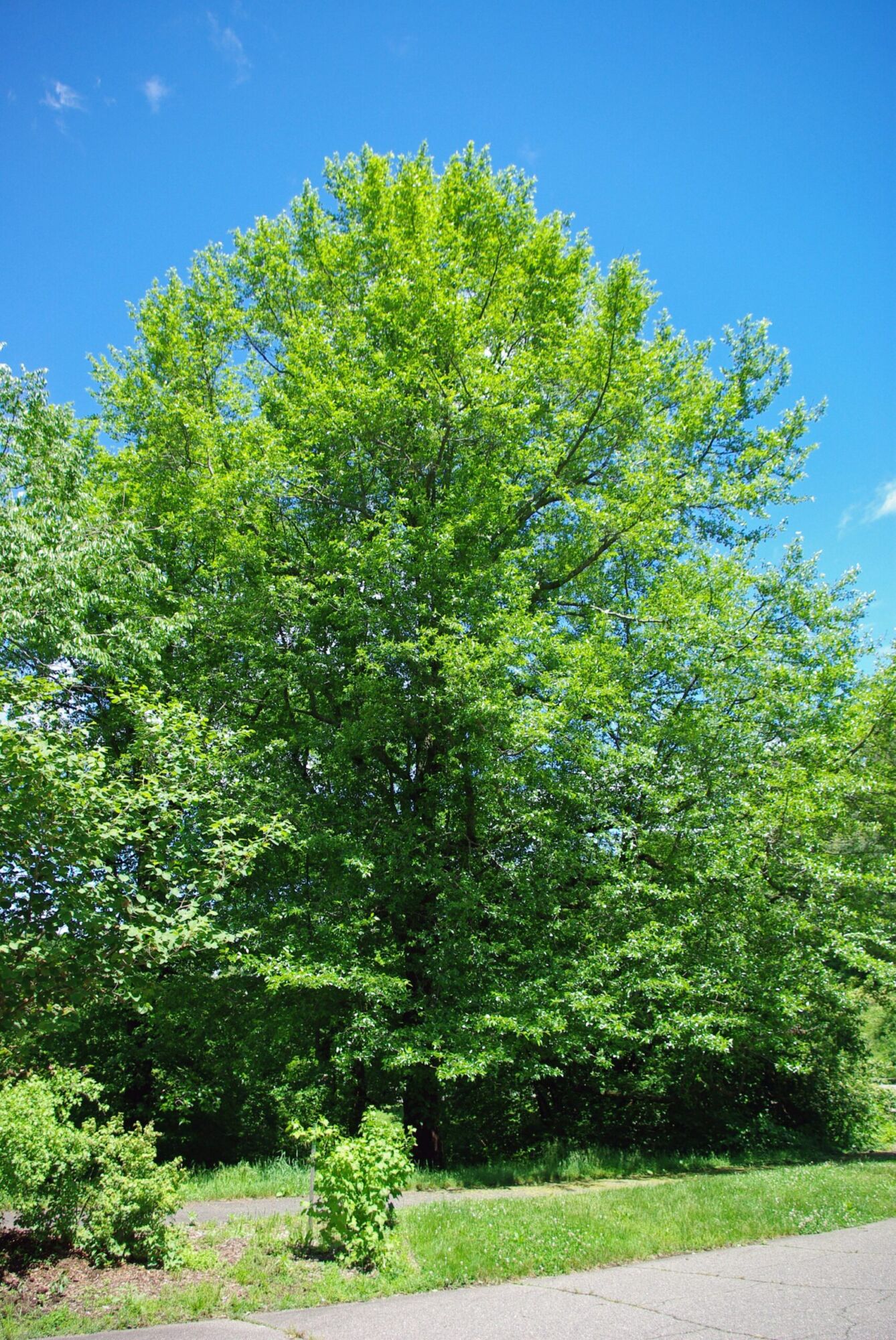 Green Gable Black Gum: a large mature black gum in full summer leaf with a strong upright central leader against blue sky
