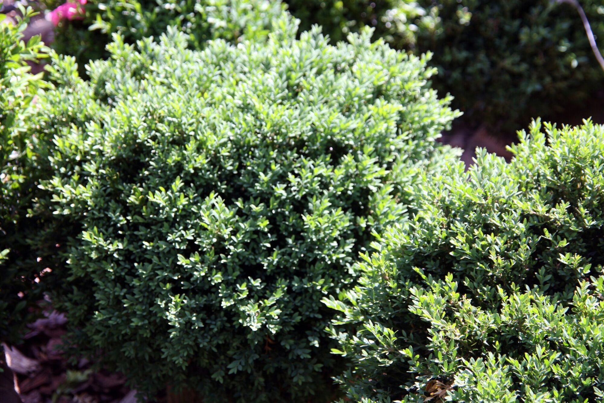 Green Gem boxwood: naturally round evergreen globes in sun