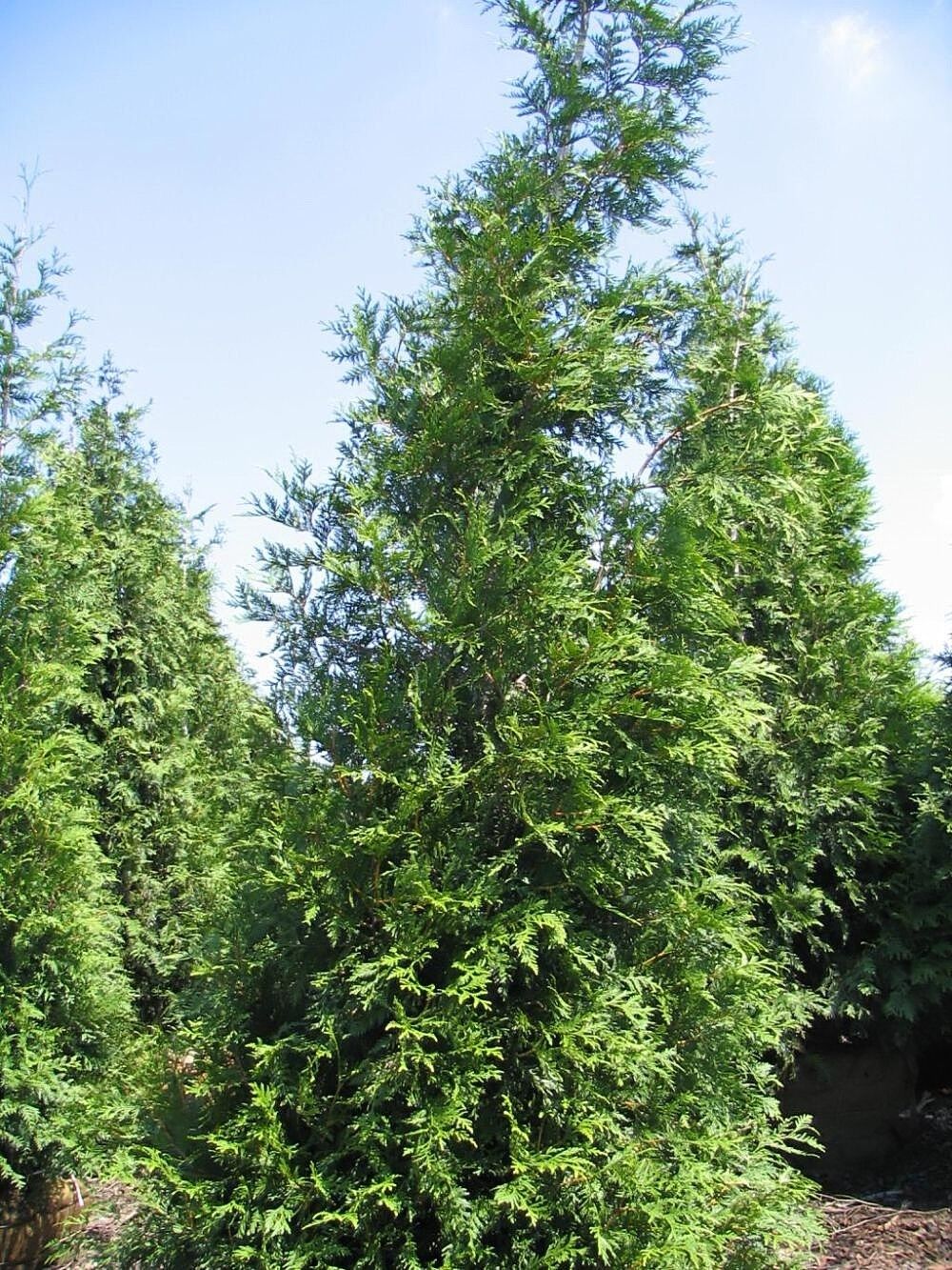 A full grown Green Giant arborvitae with a broad pyramidal crown standing in a nursery row